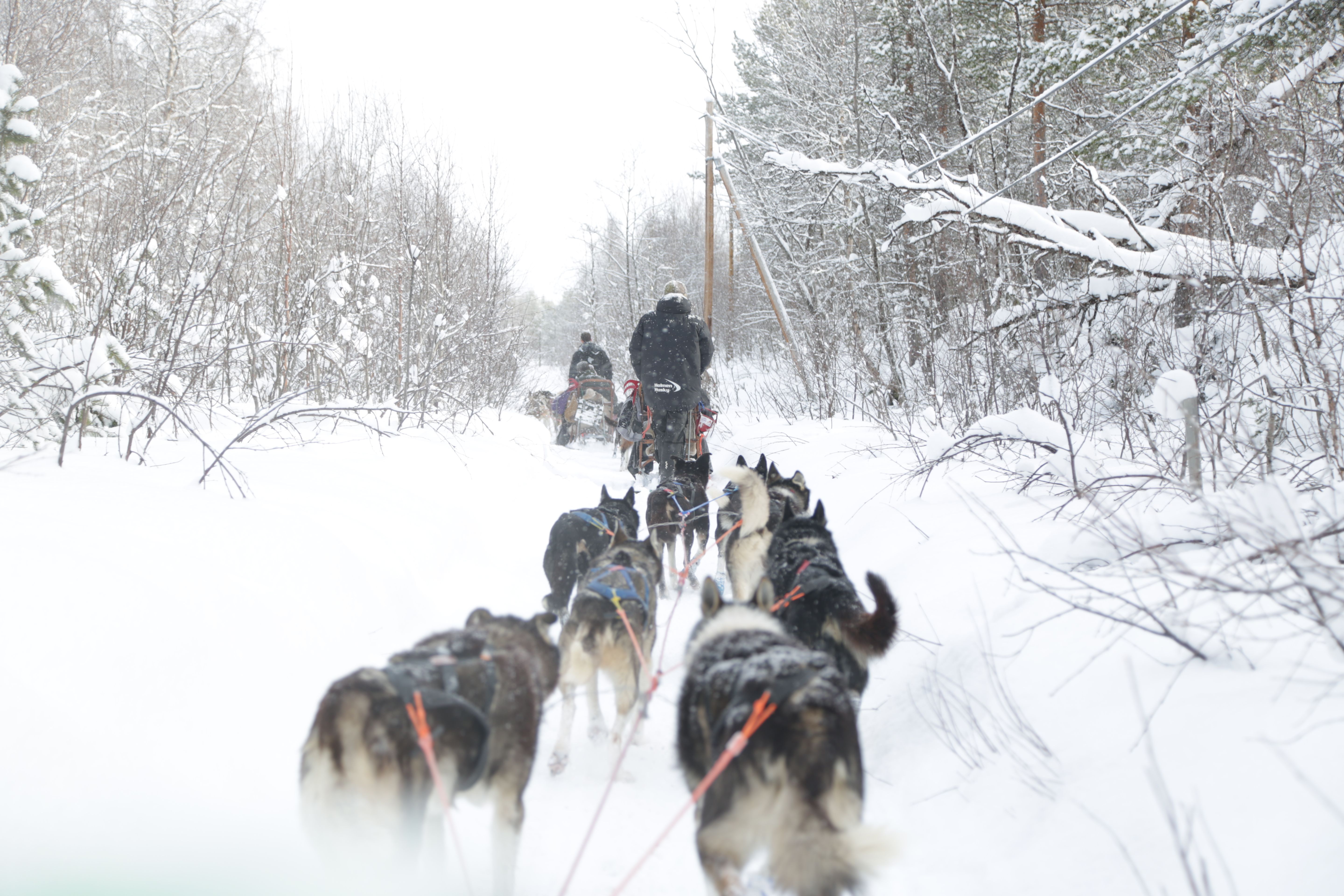 Husky ride, Alta, Norway