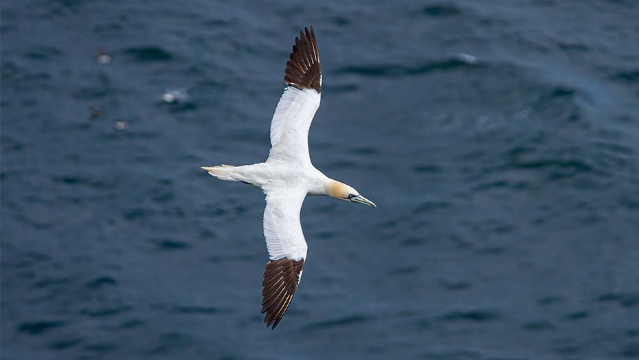 Article_Sailing with the Seabirds_930x524px_IMAGE-1.jpg