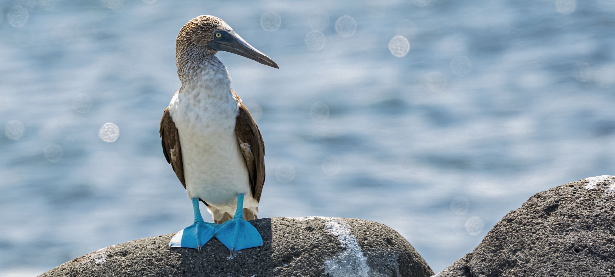 Blue footed booby, Galapagos