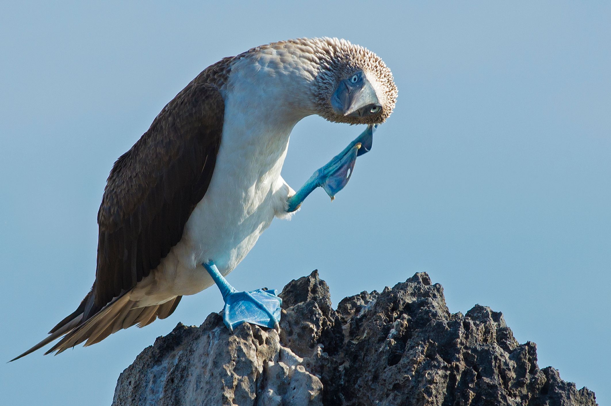 Blue footed booby, Galapagos
