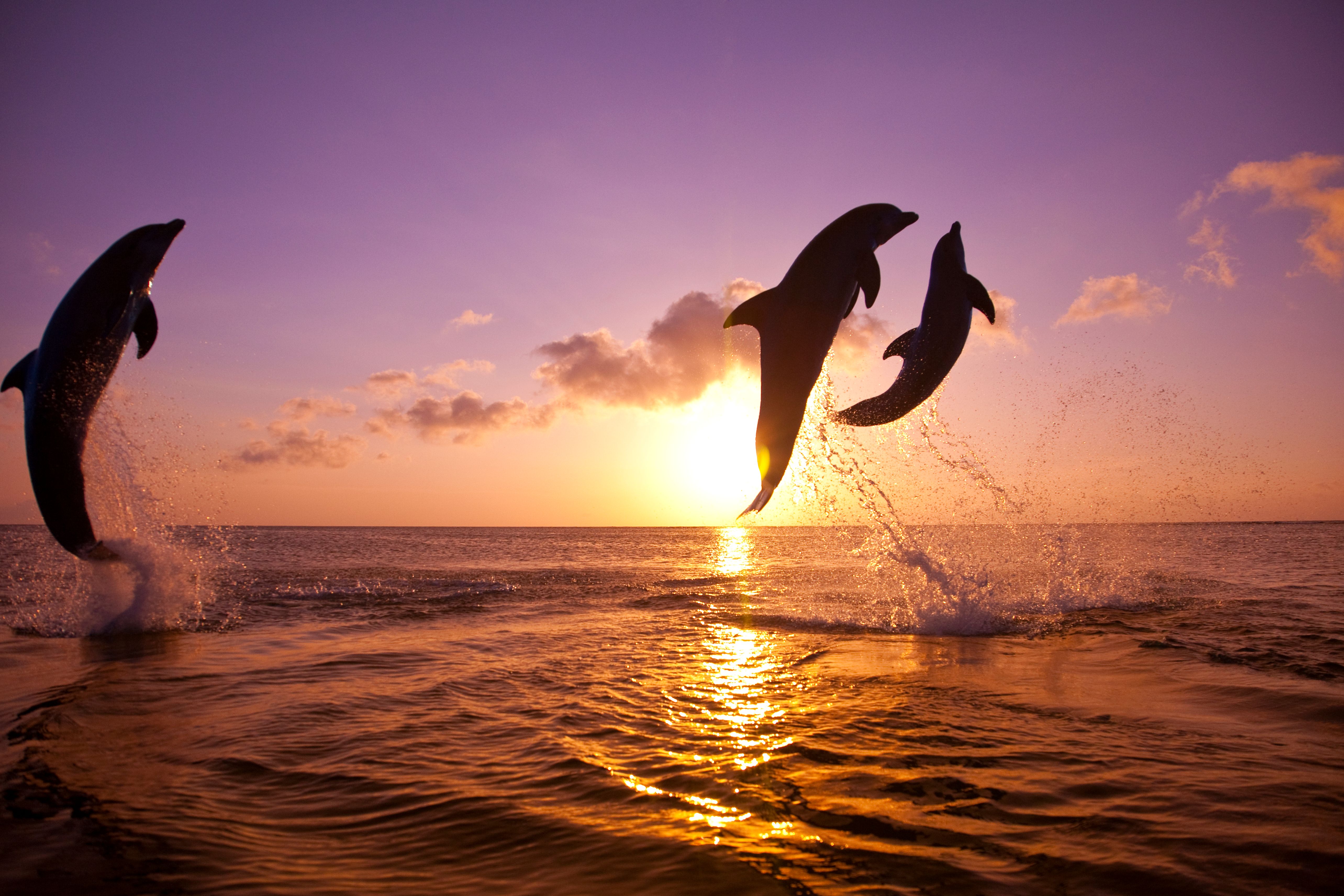 Bottlenose dolphins jumping with purple sunset in the background