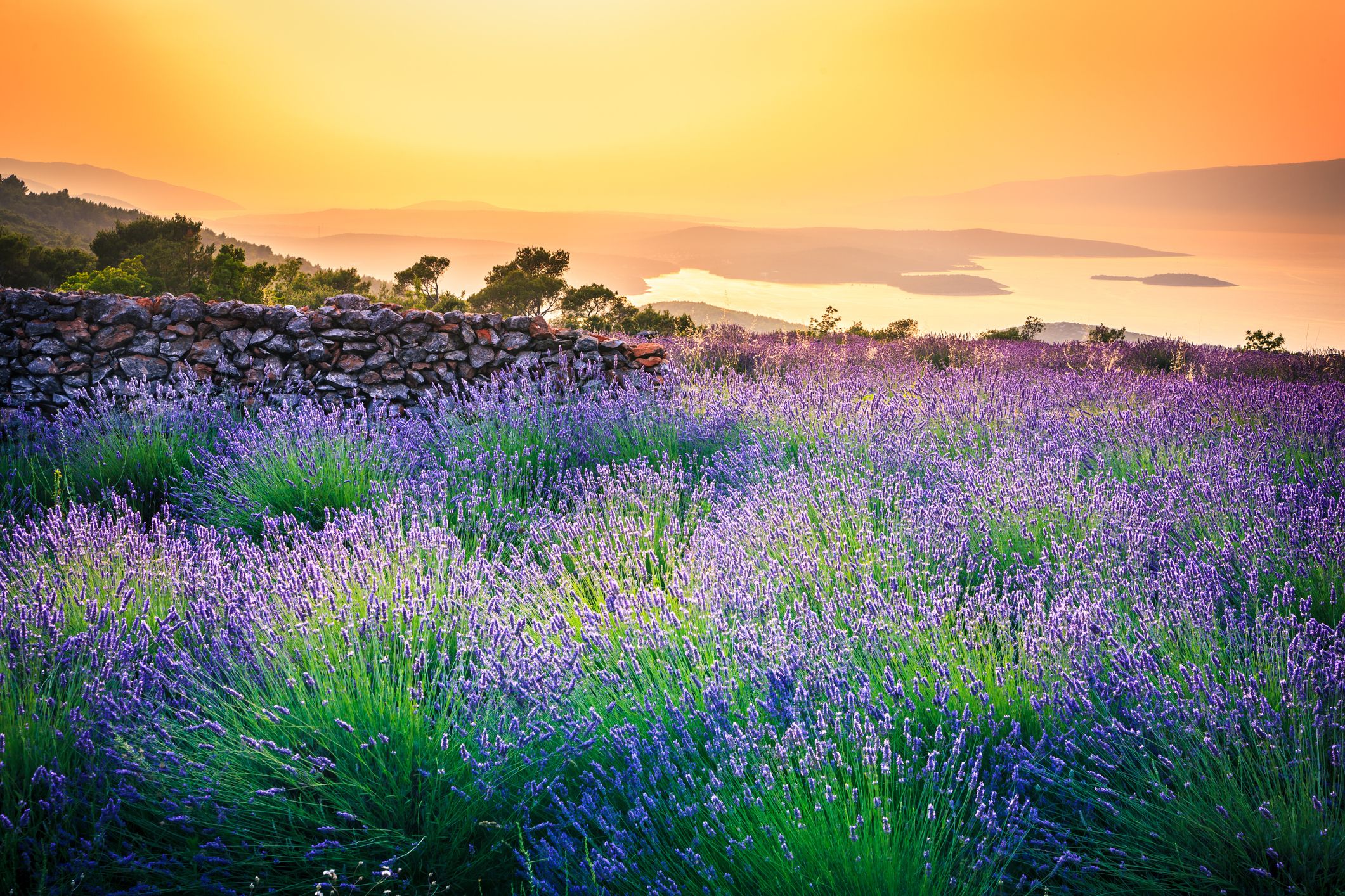 Croatia Lavender field