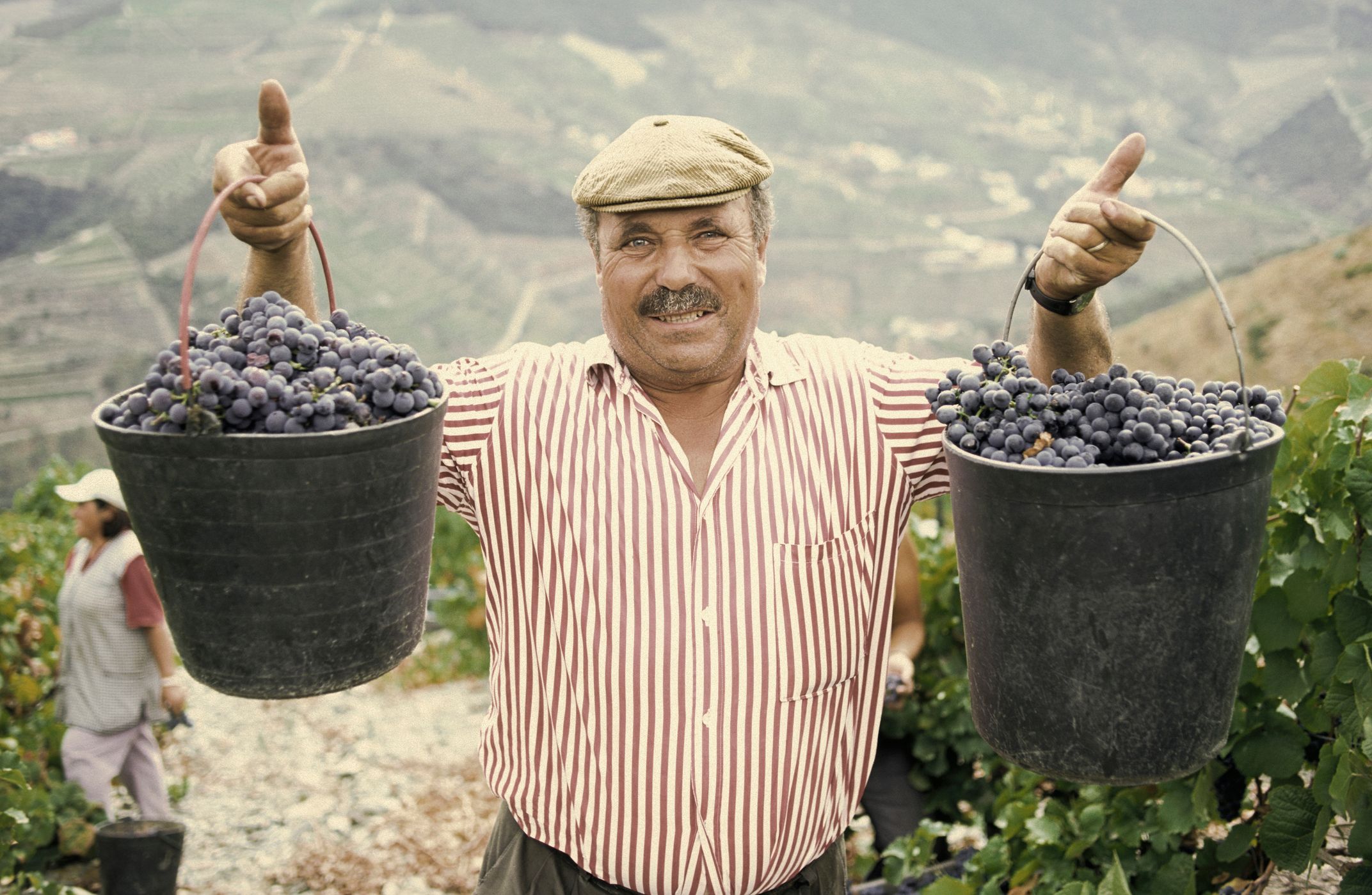 Douro river harvest