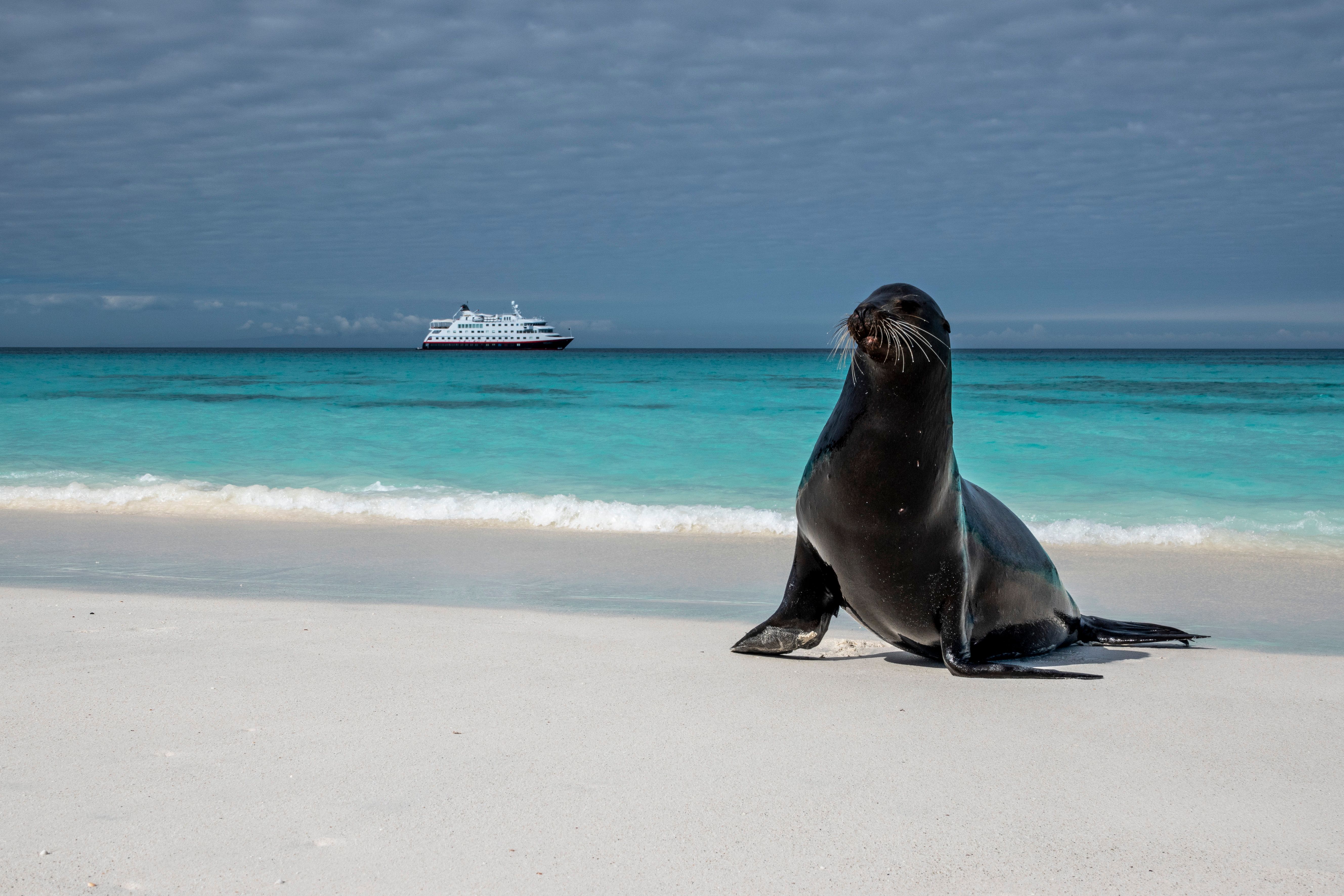 Seal on the shore of the Galápagos