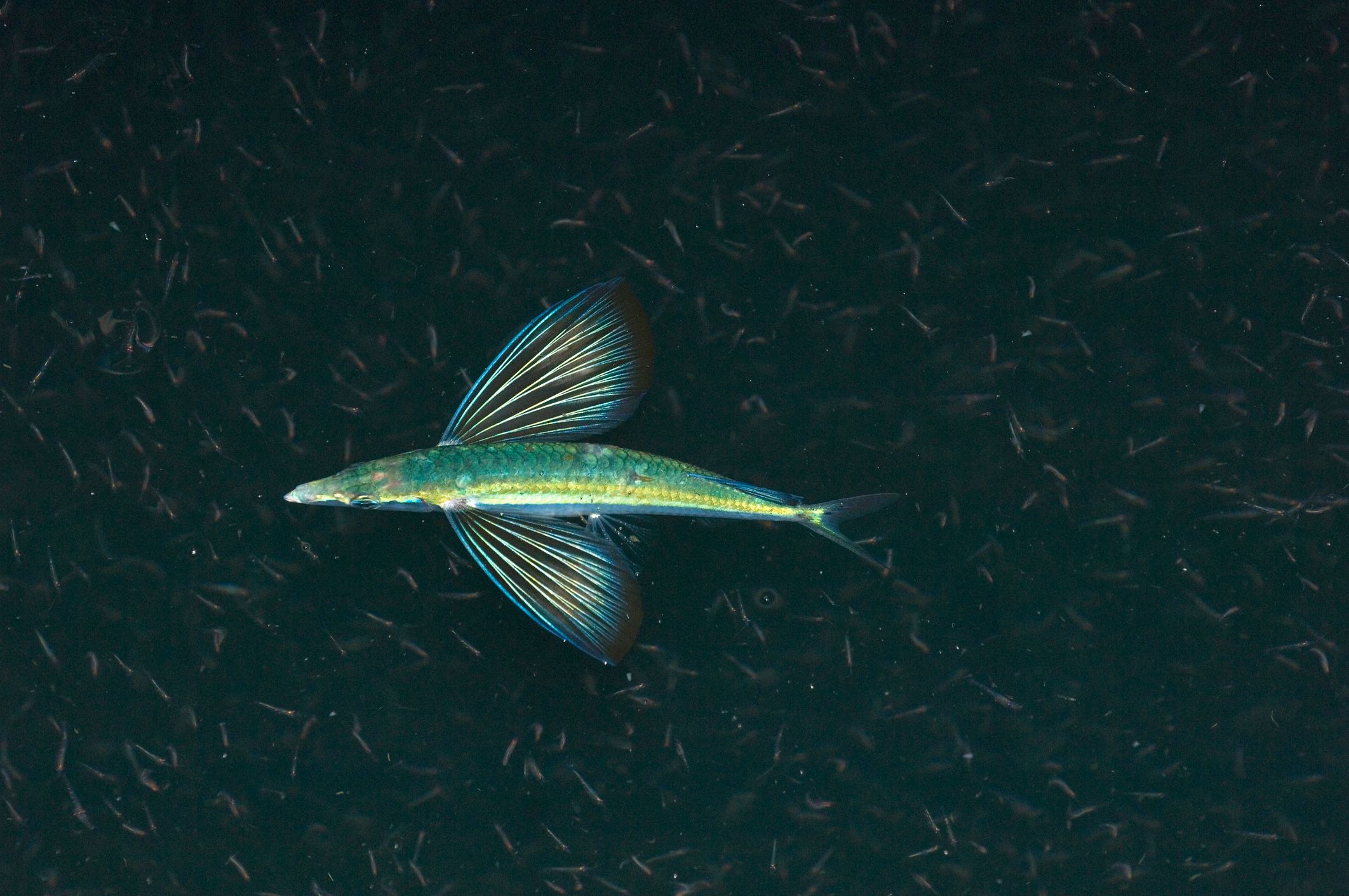 Flying fish