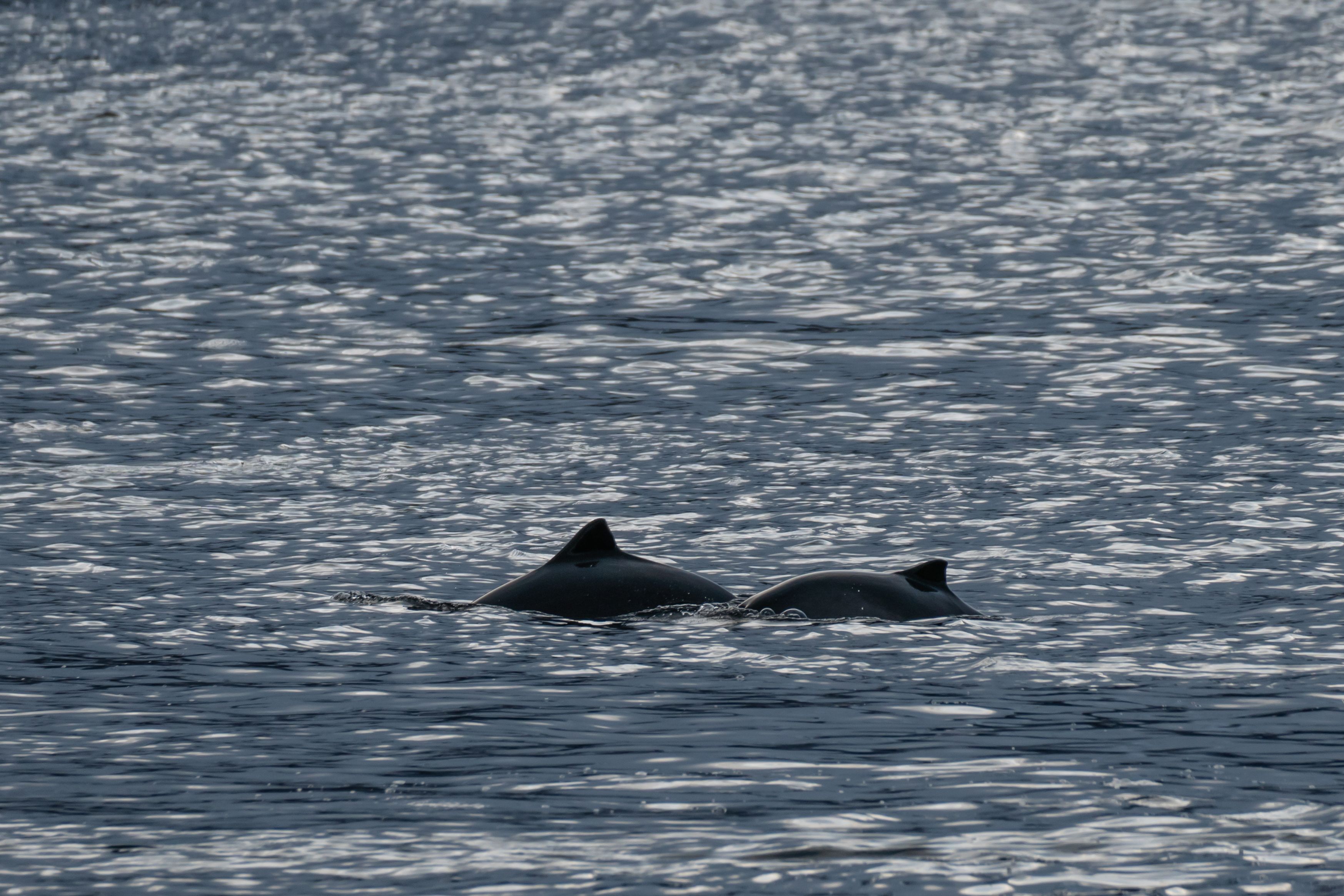 Harbour porpoise in Norway