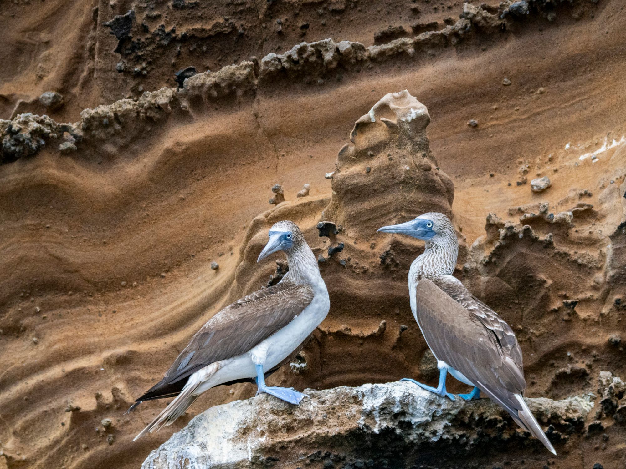 Blue footed boobys, Galapagos