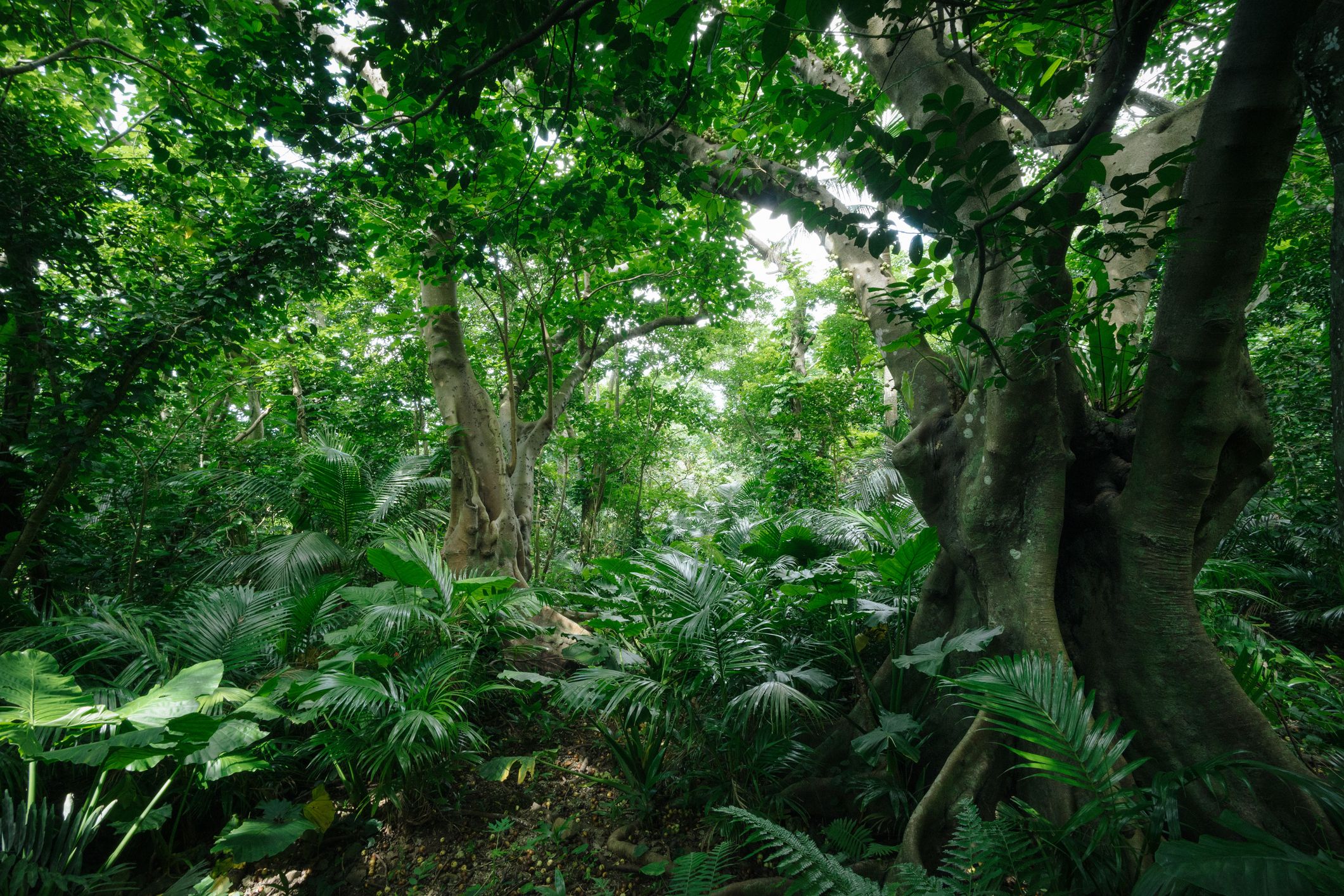 Iriomote-Ishigaki Okinawa