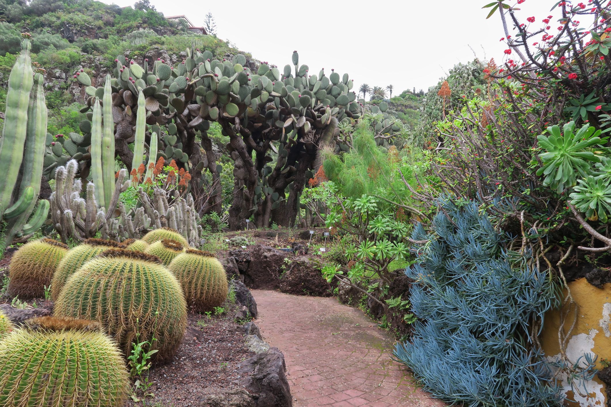 Jardín Botánico Viera y Clavijo Gran Canaria