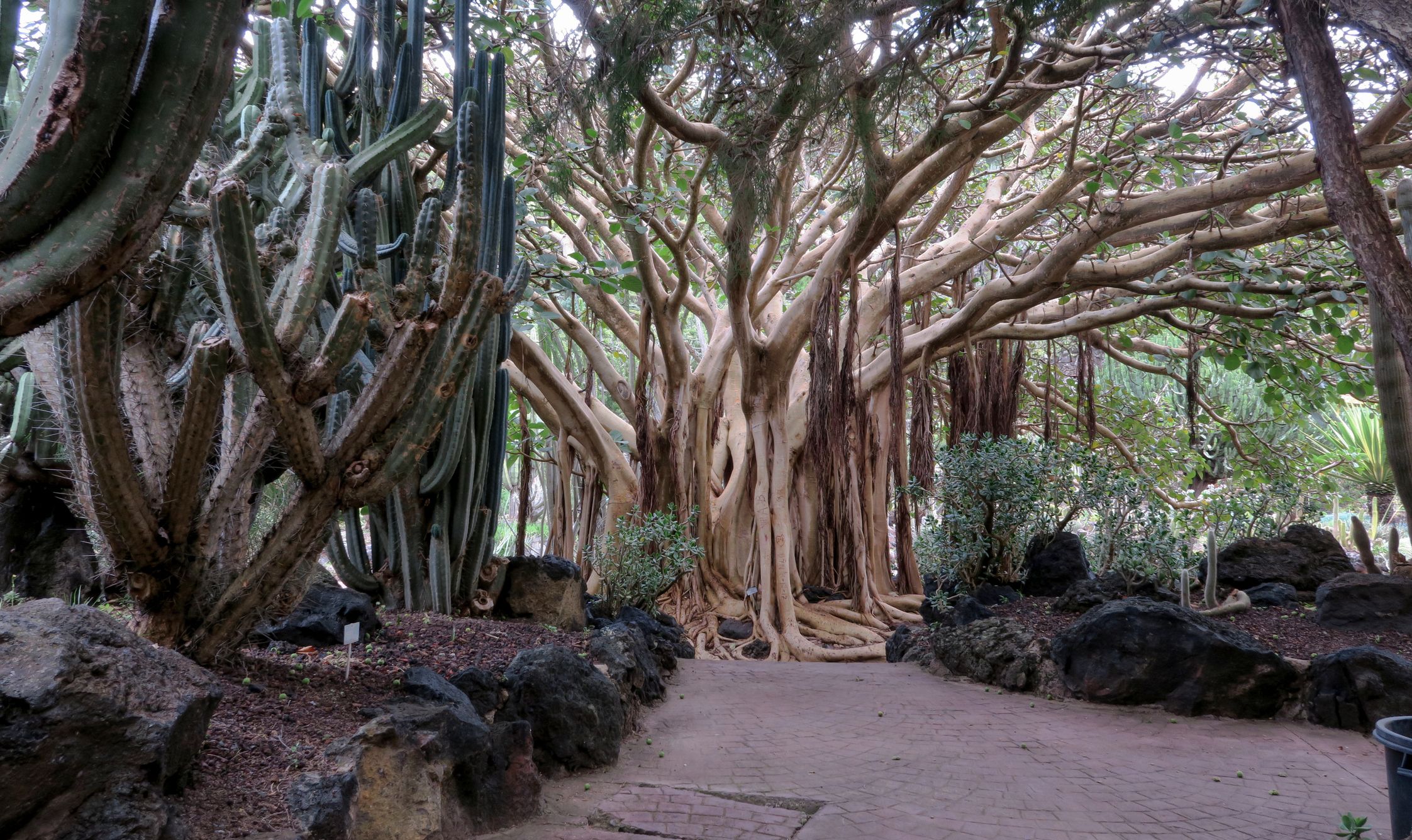 Jardín Botánico Viera y Clavijo Gran Canaria