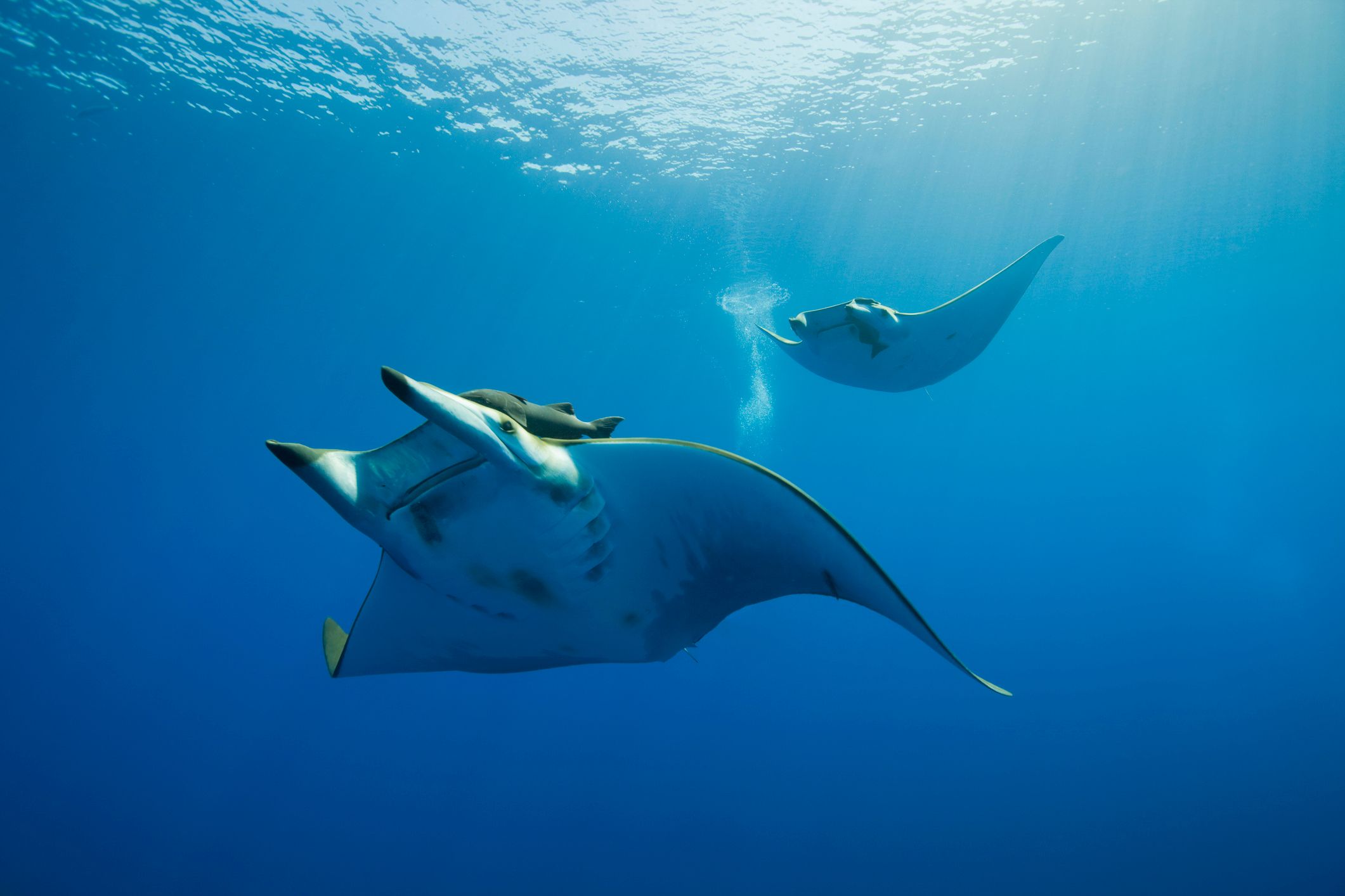 Manta ray