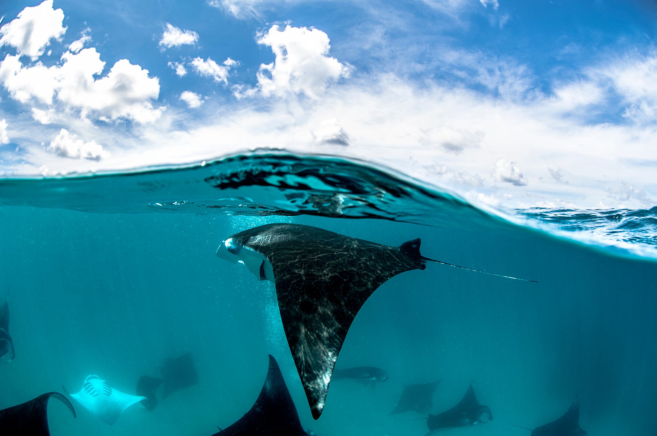Manta ray