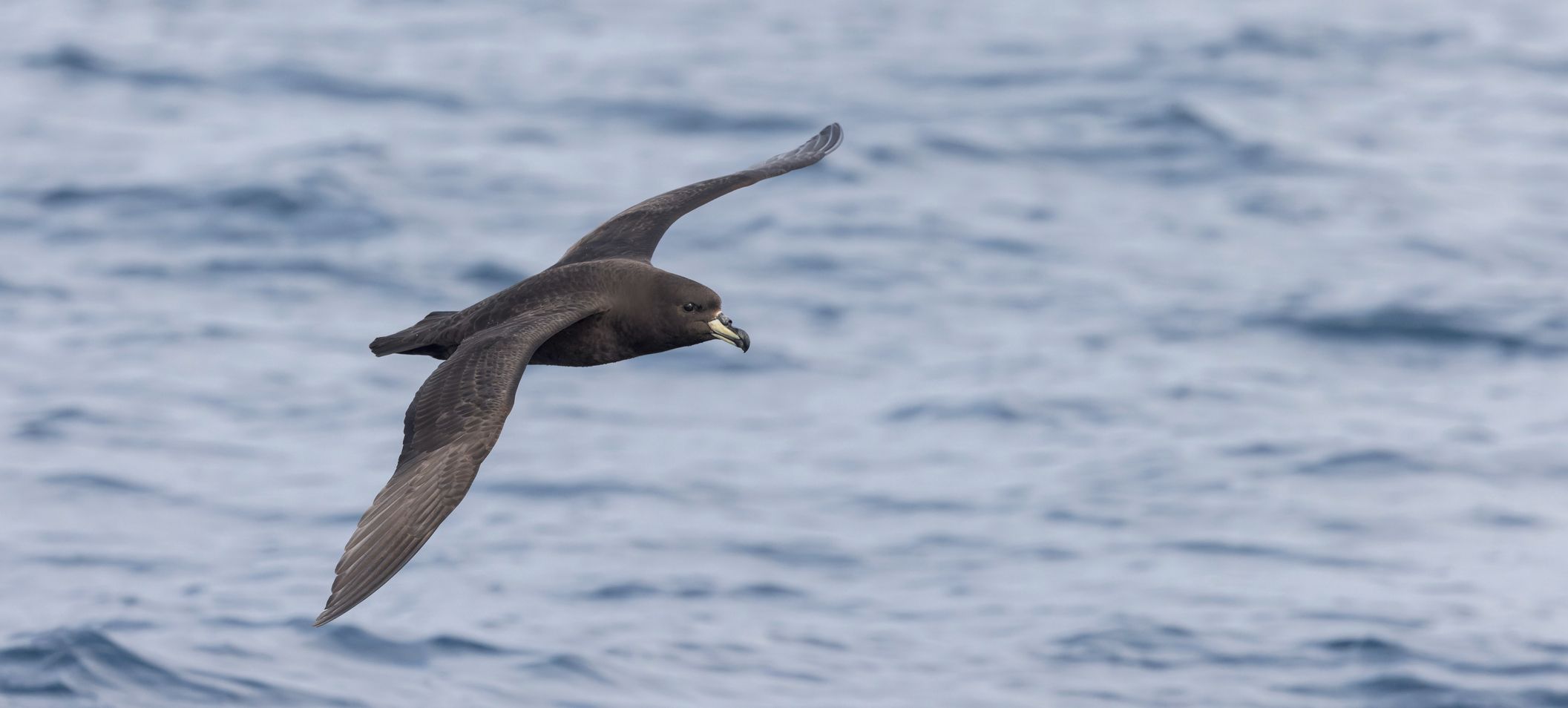 Petrels