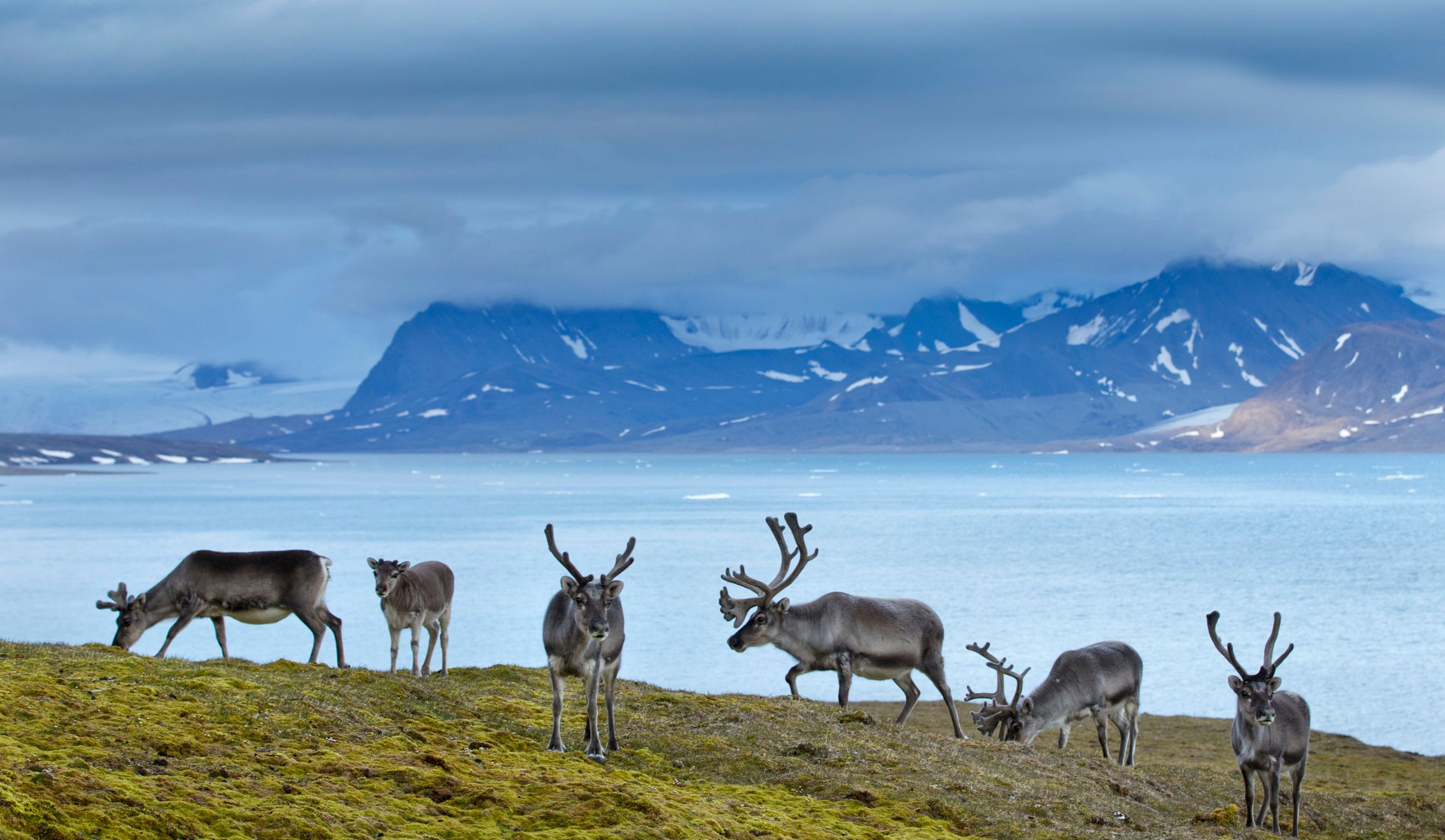 Reindeer in Norway