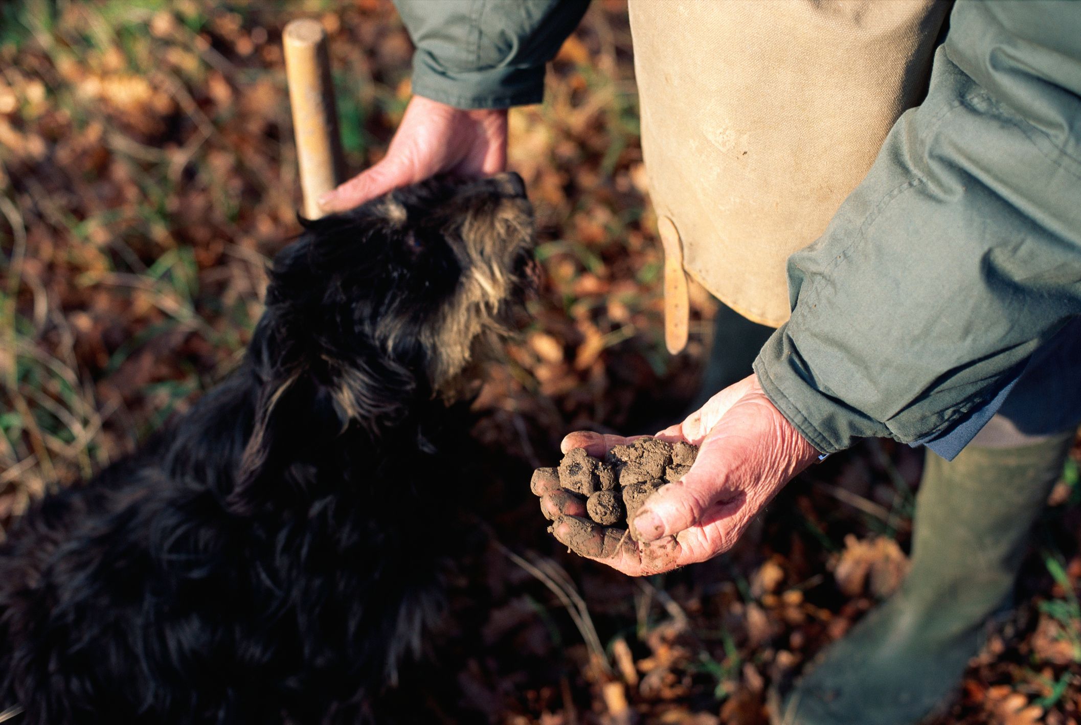 Rhone Valley truffles