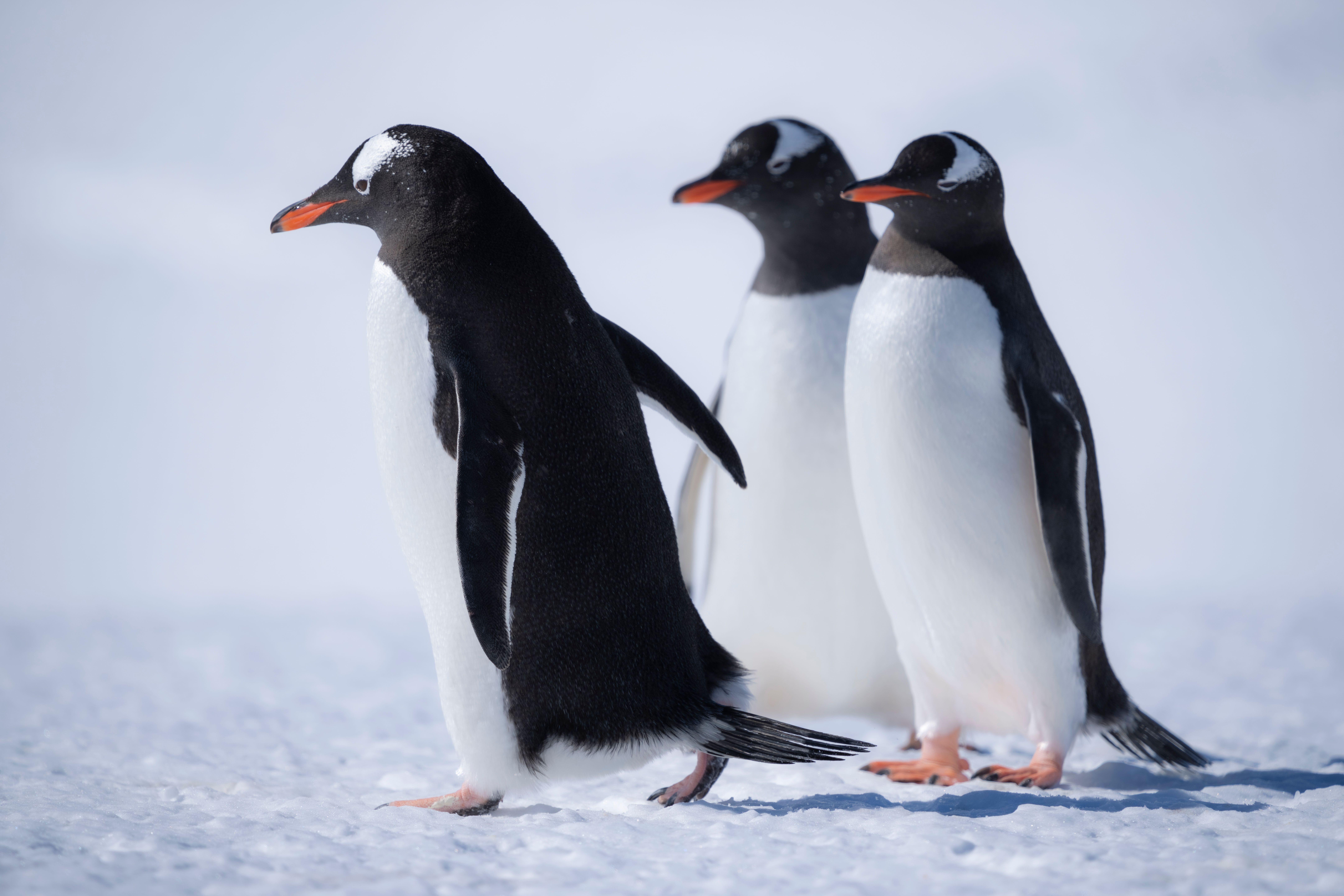 Penguins in Antarctica