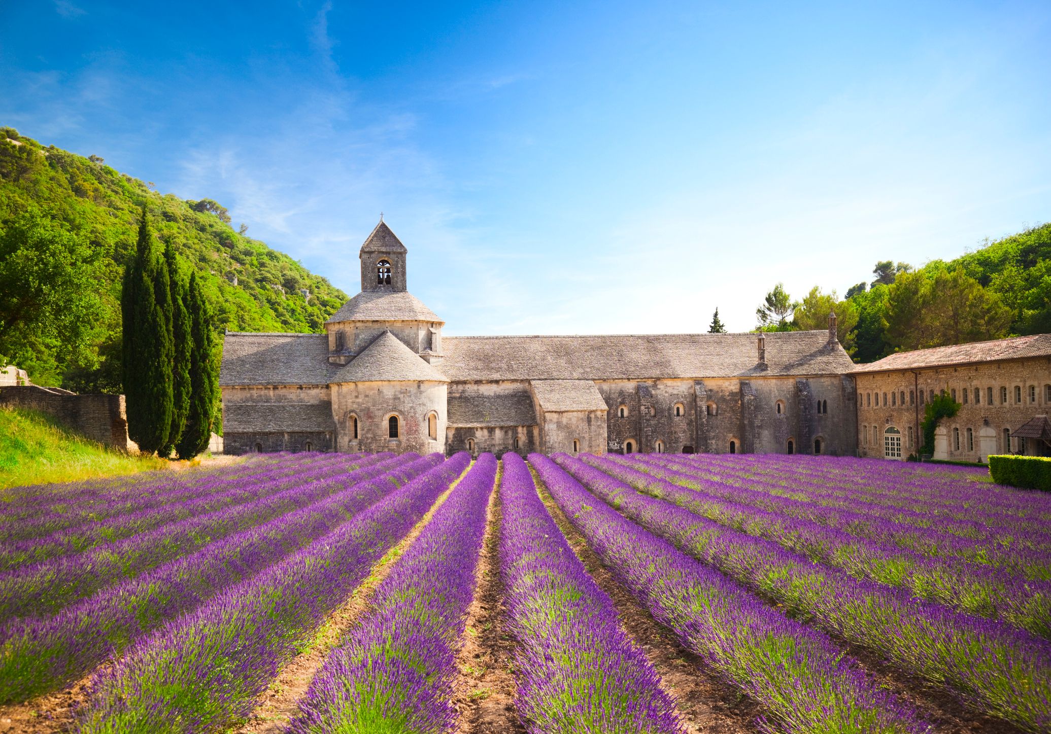 Senanque Abbey lavender