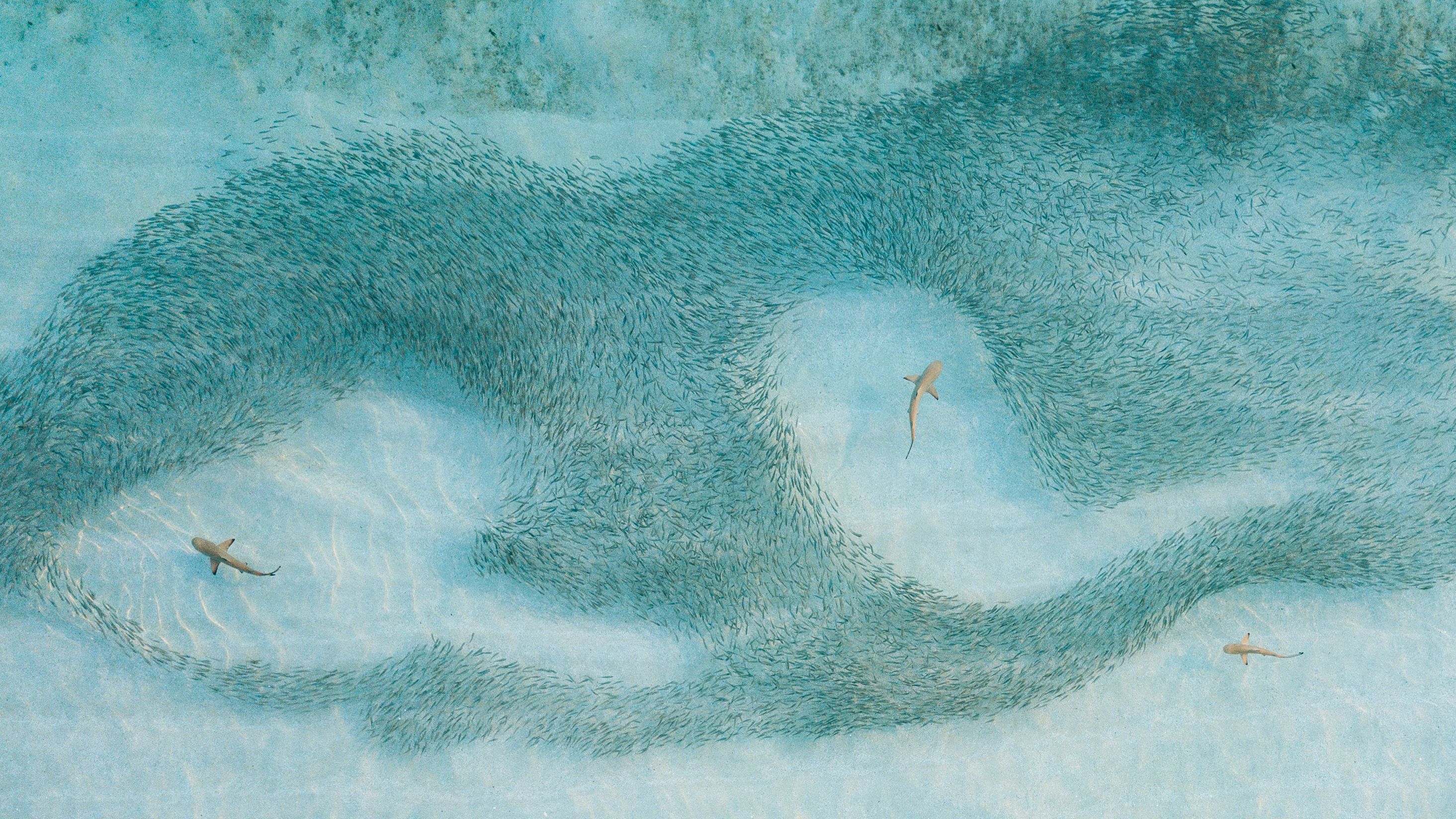 Sharks from above