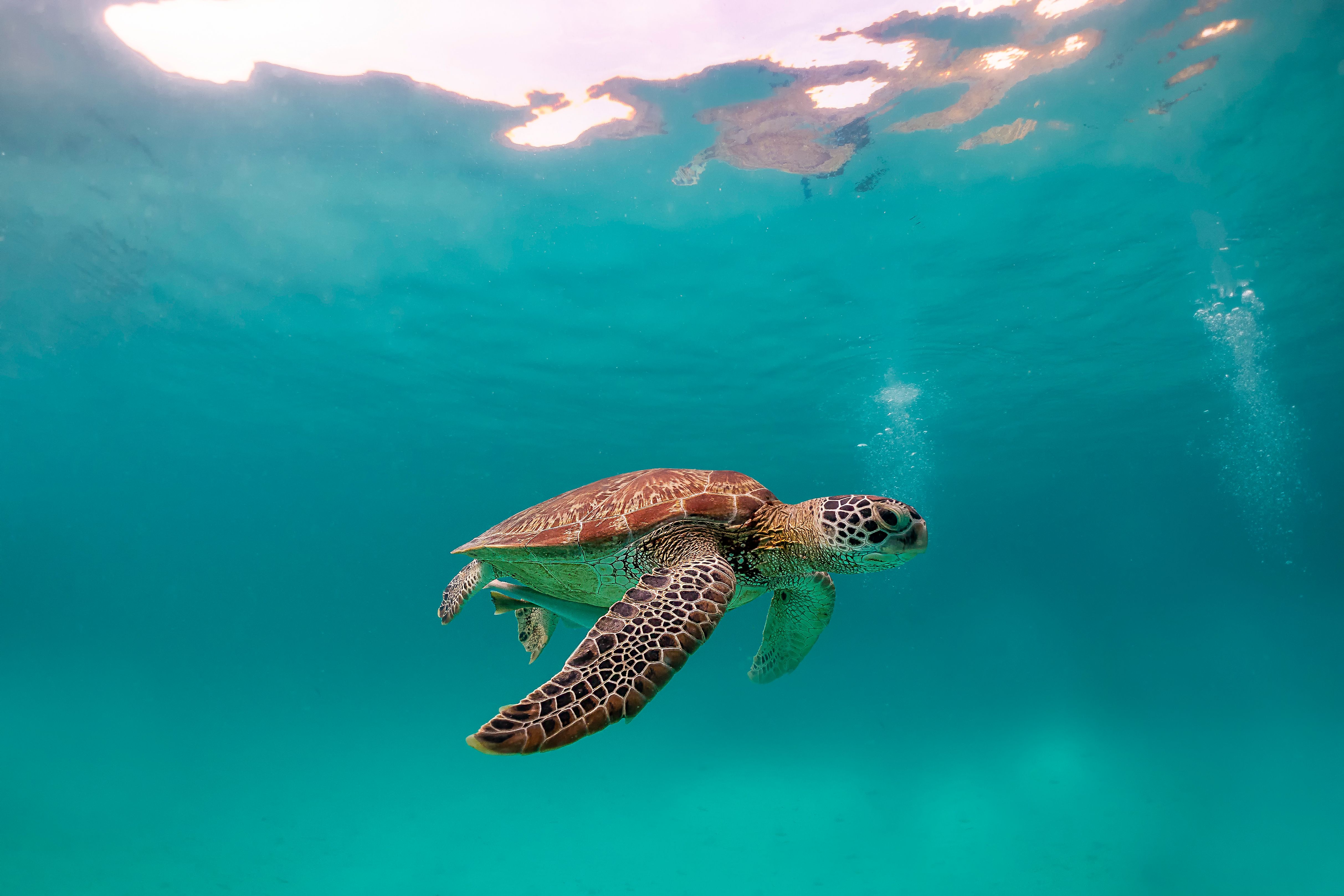 Turtle swimming under the blue sea