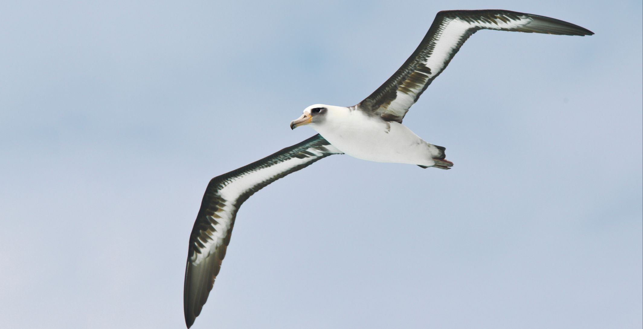albatross