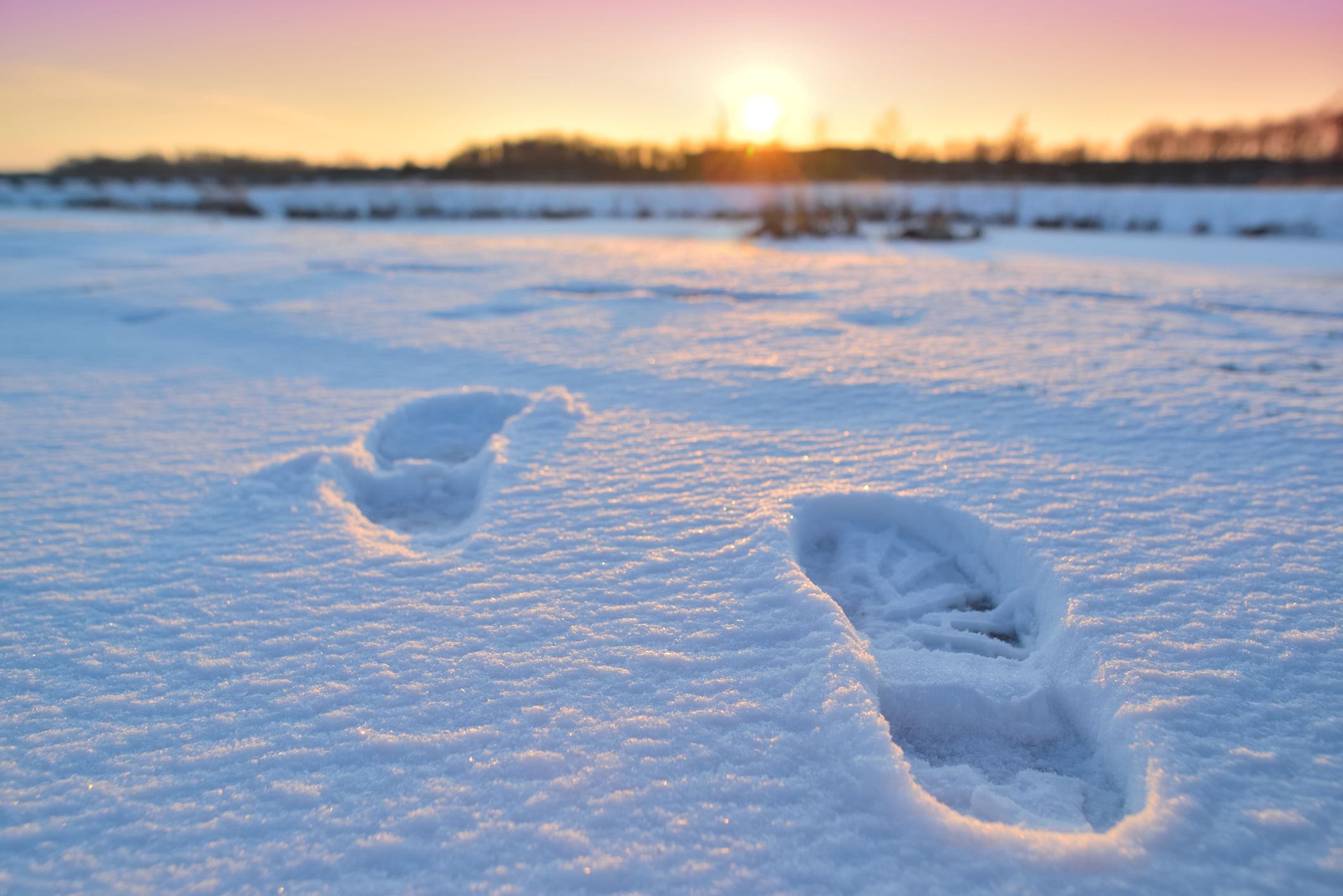arctic footprints