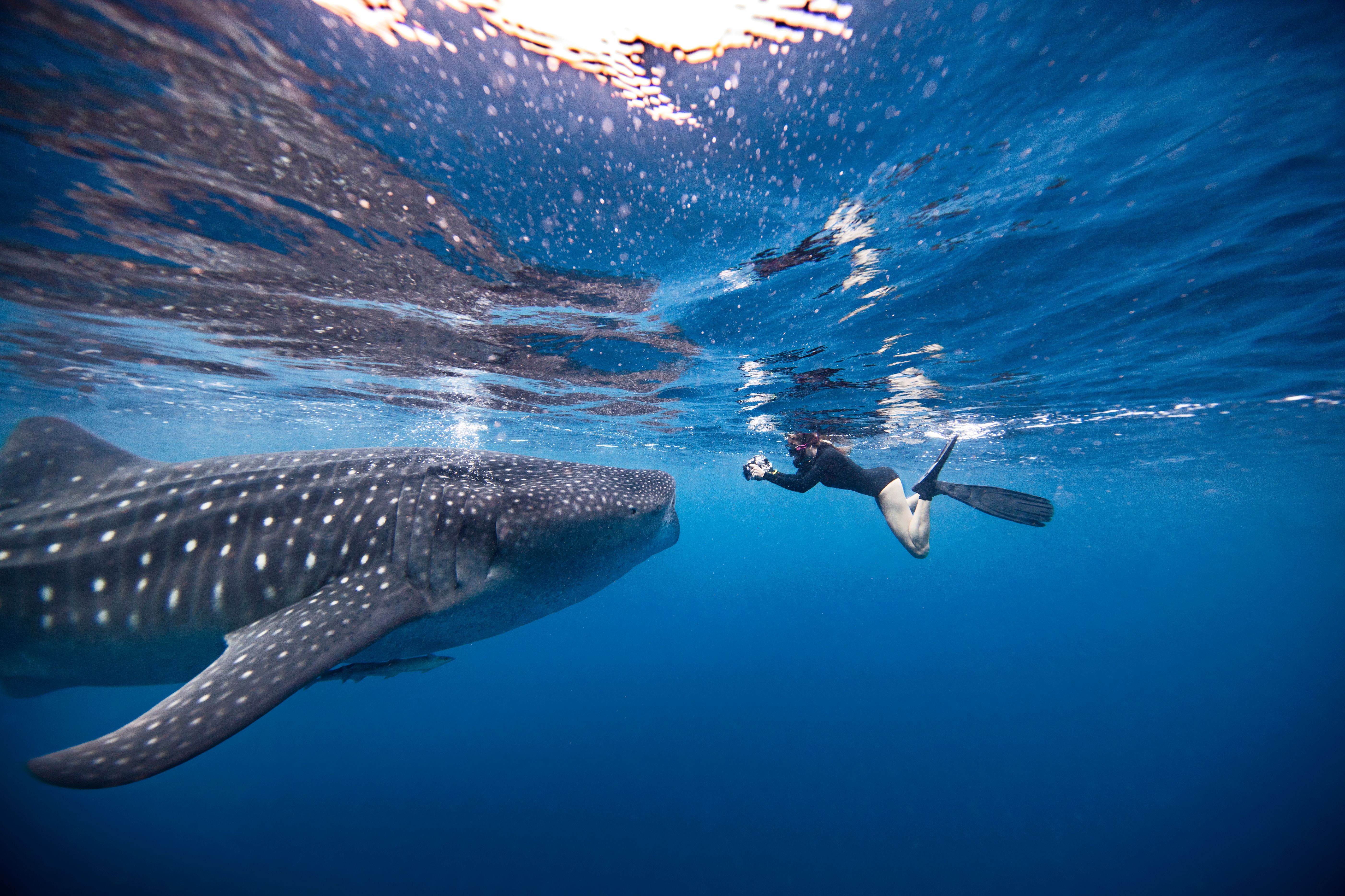 diver with whale shark