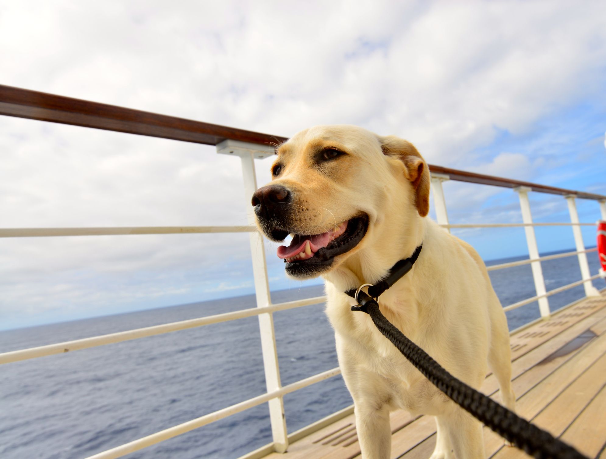 dog on cruise ship