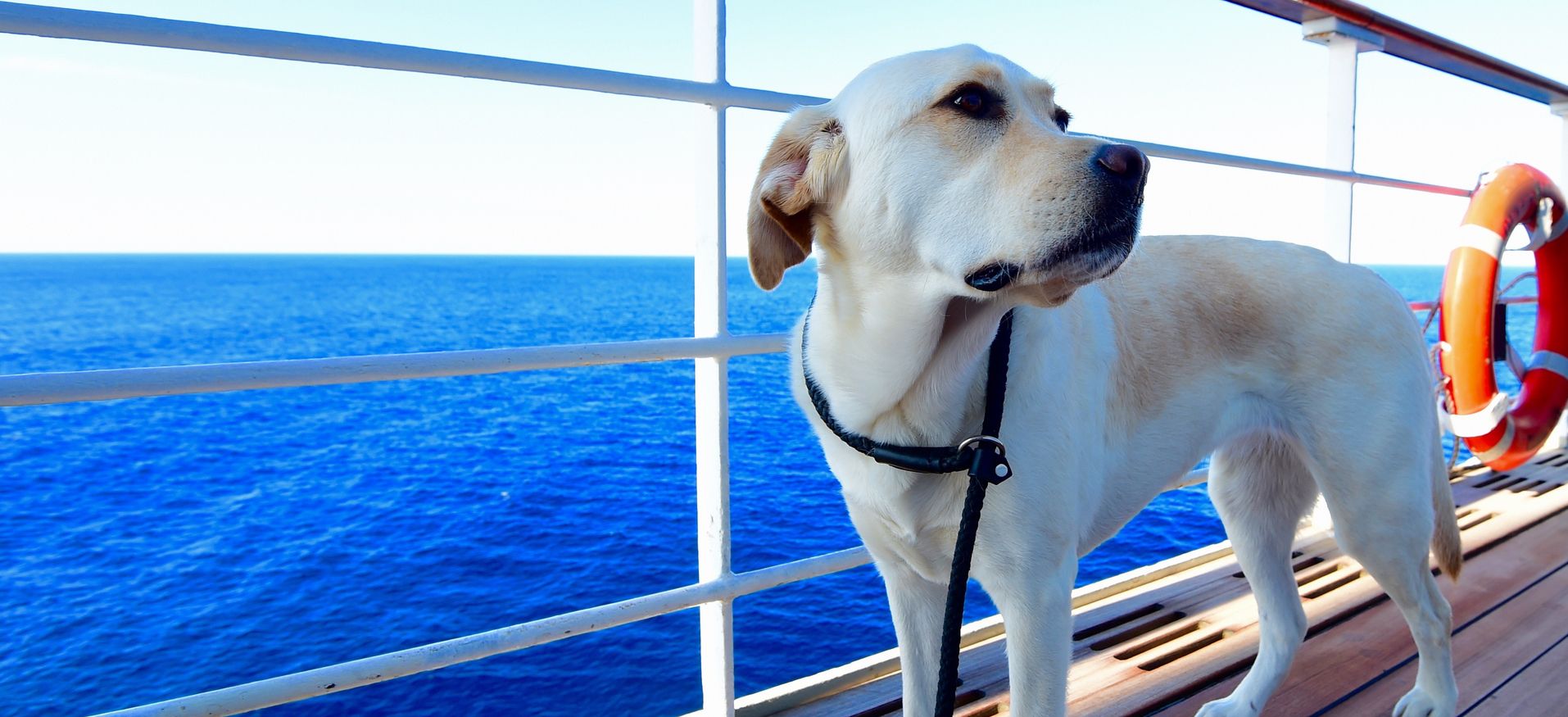 dog on deck