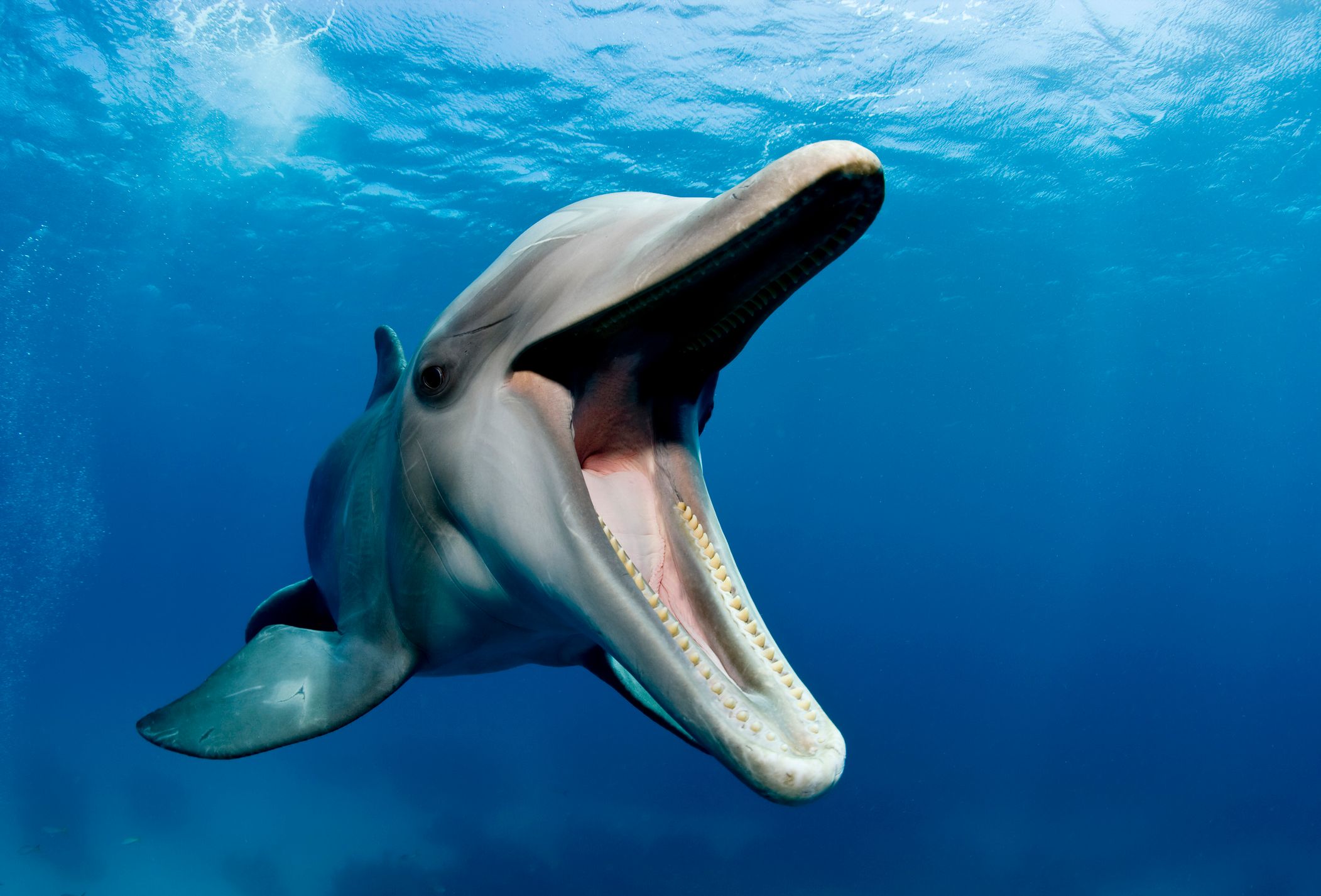 dolphin face
