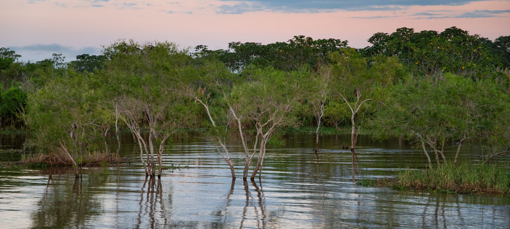 flooded forest amazon
