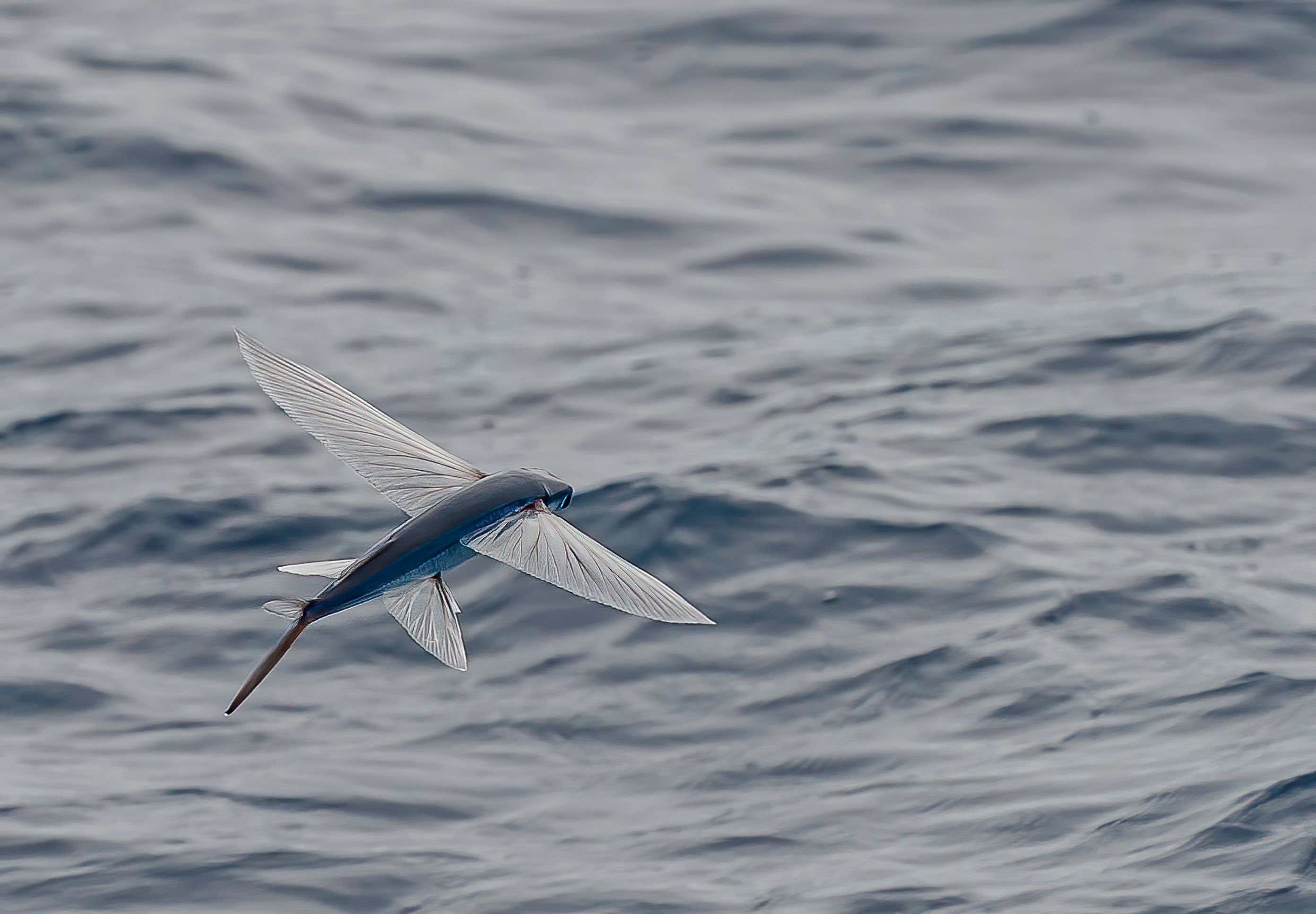 flying fish
