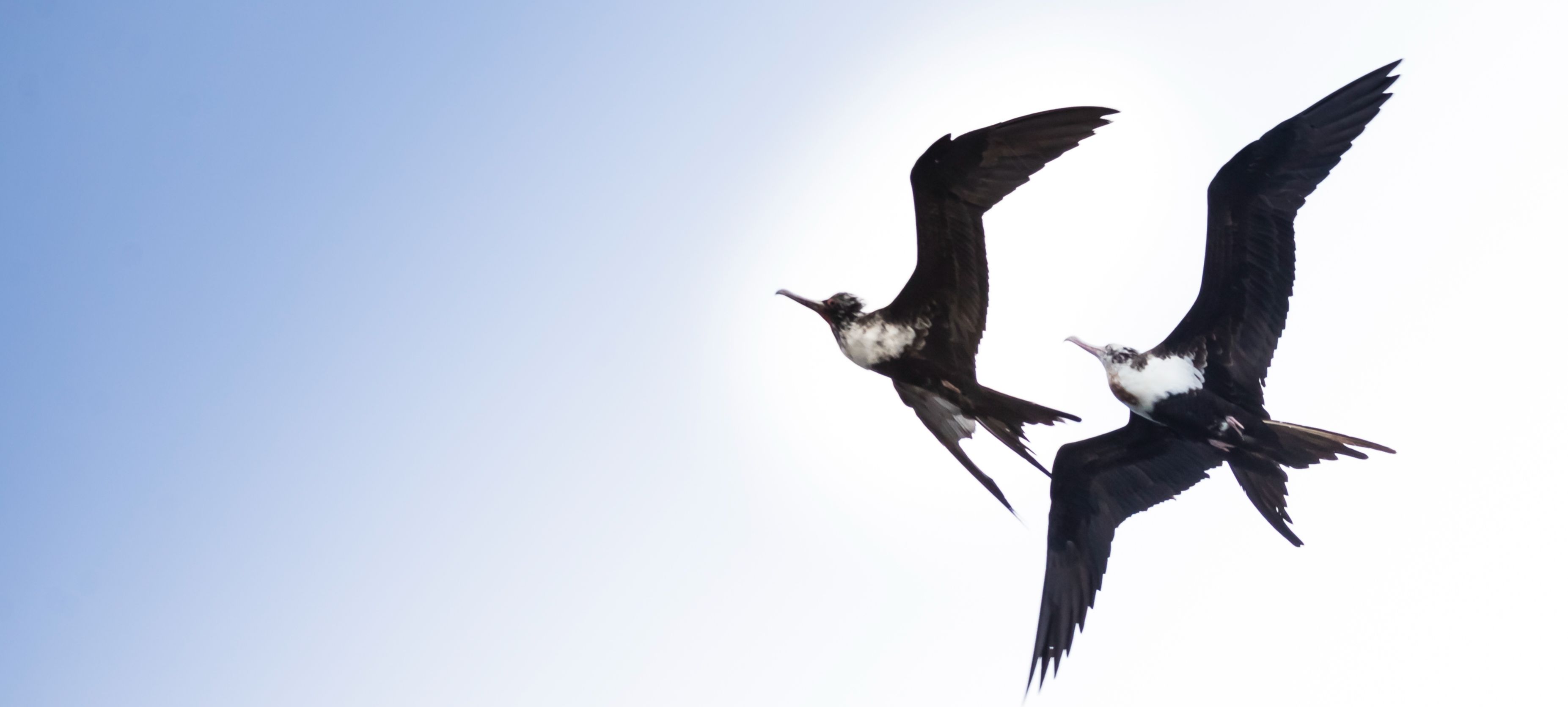 frigatebirds
