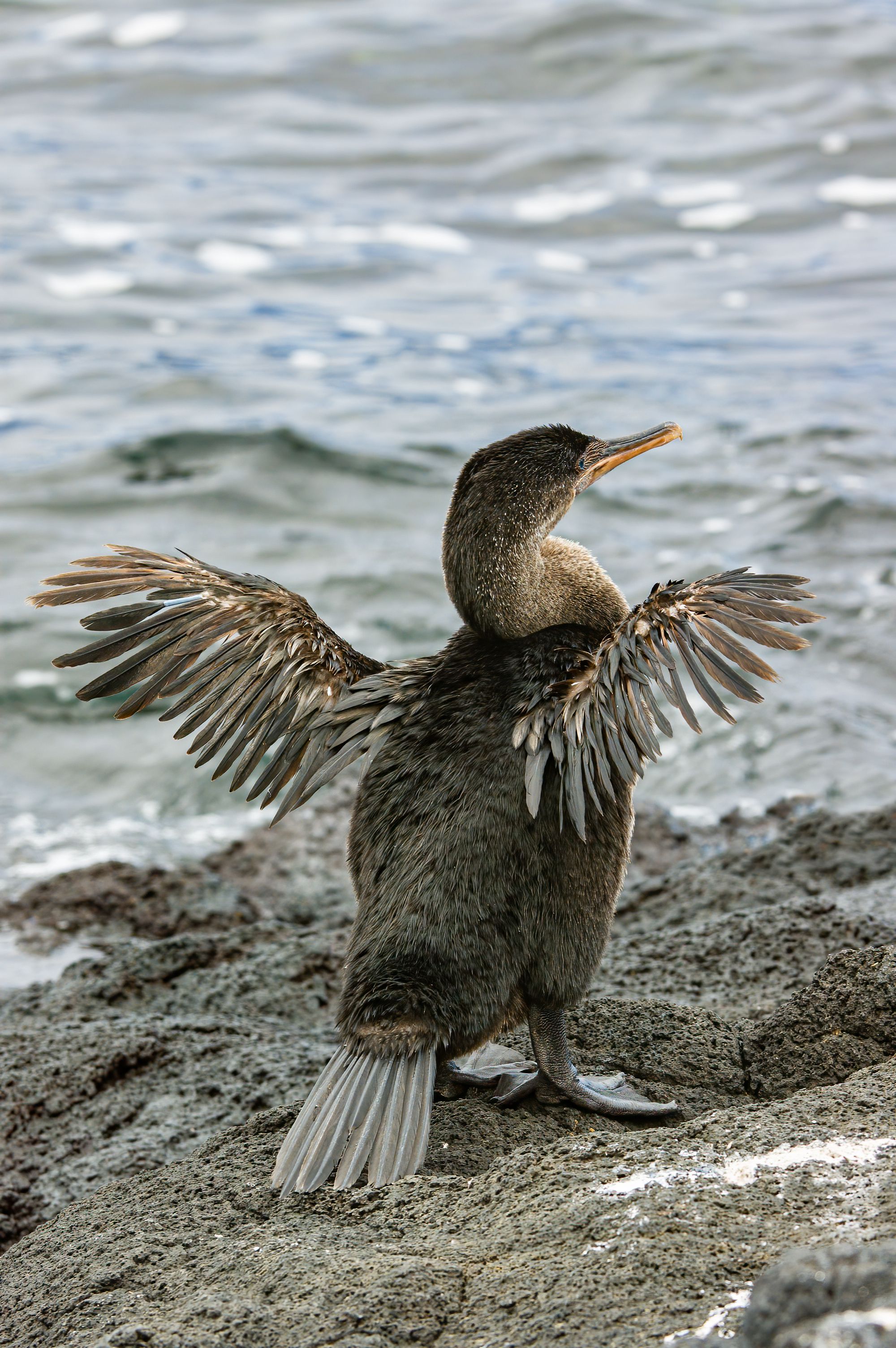 galapagos flightless cormorant