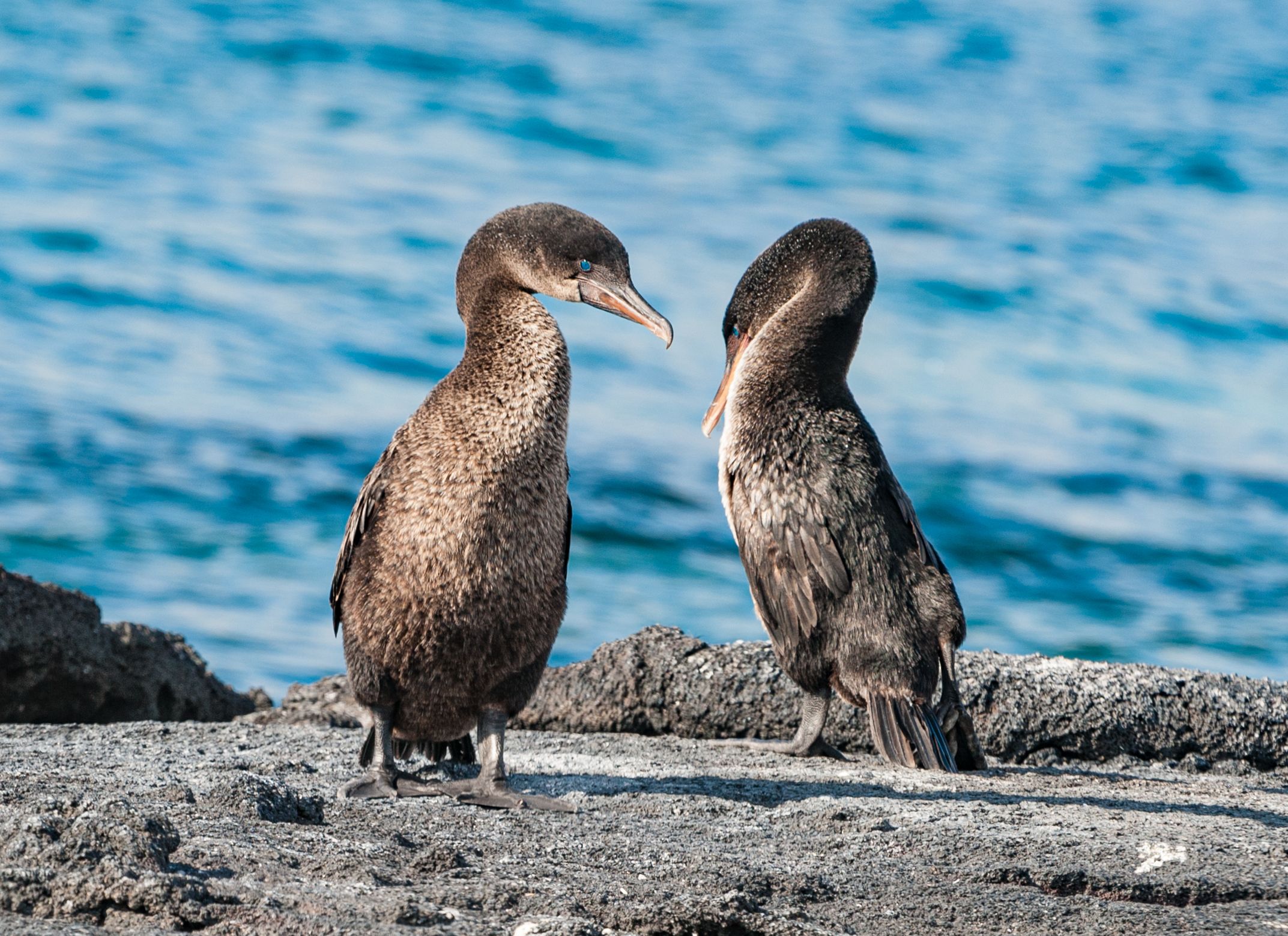 galapagos flightless cormorant