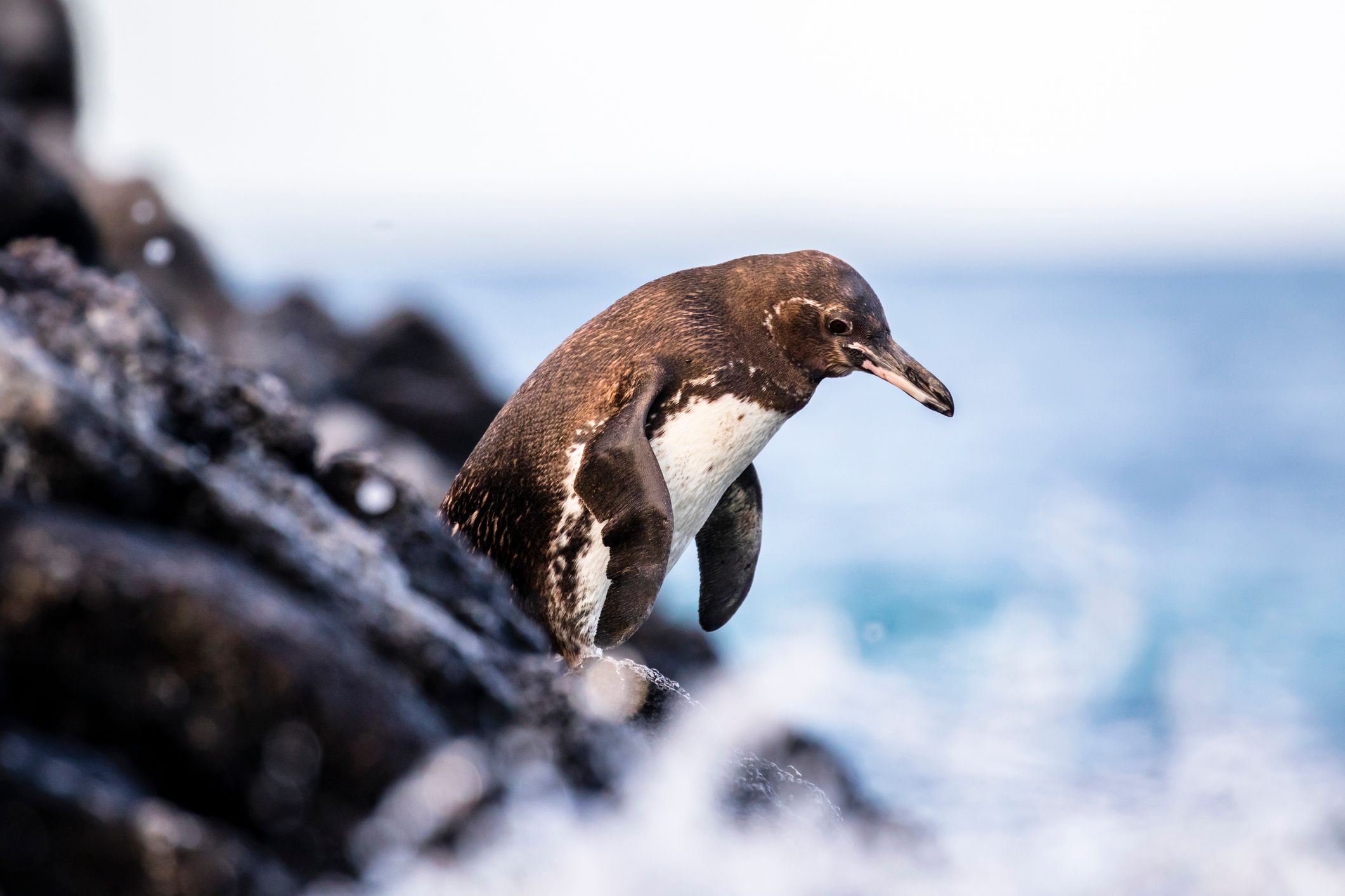 galapagos penguin