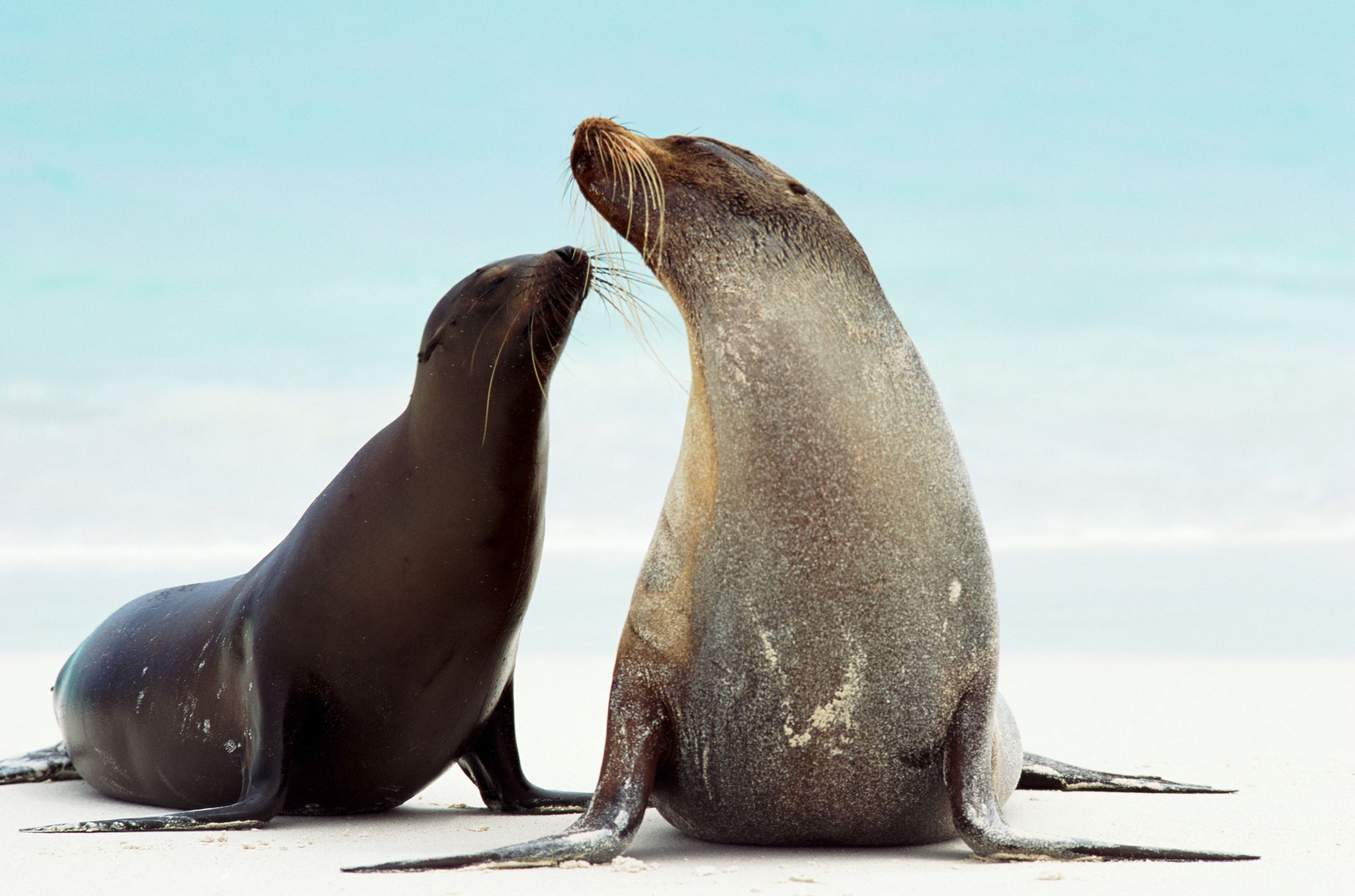 galapagos sea lion pup