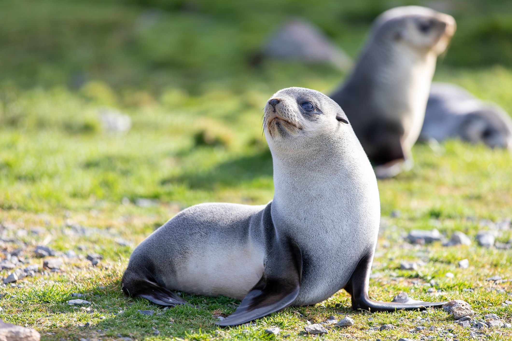 galapagos sea lion pup