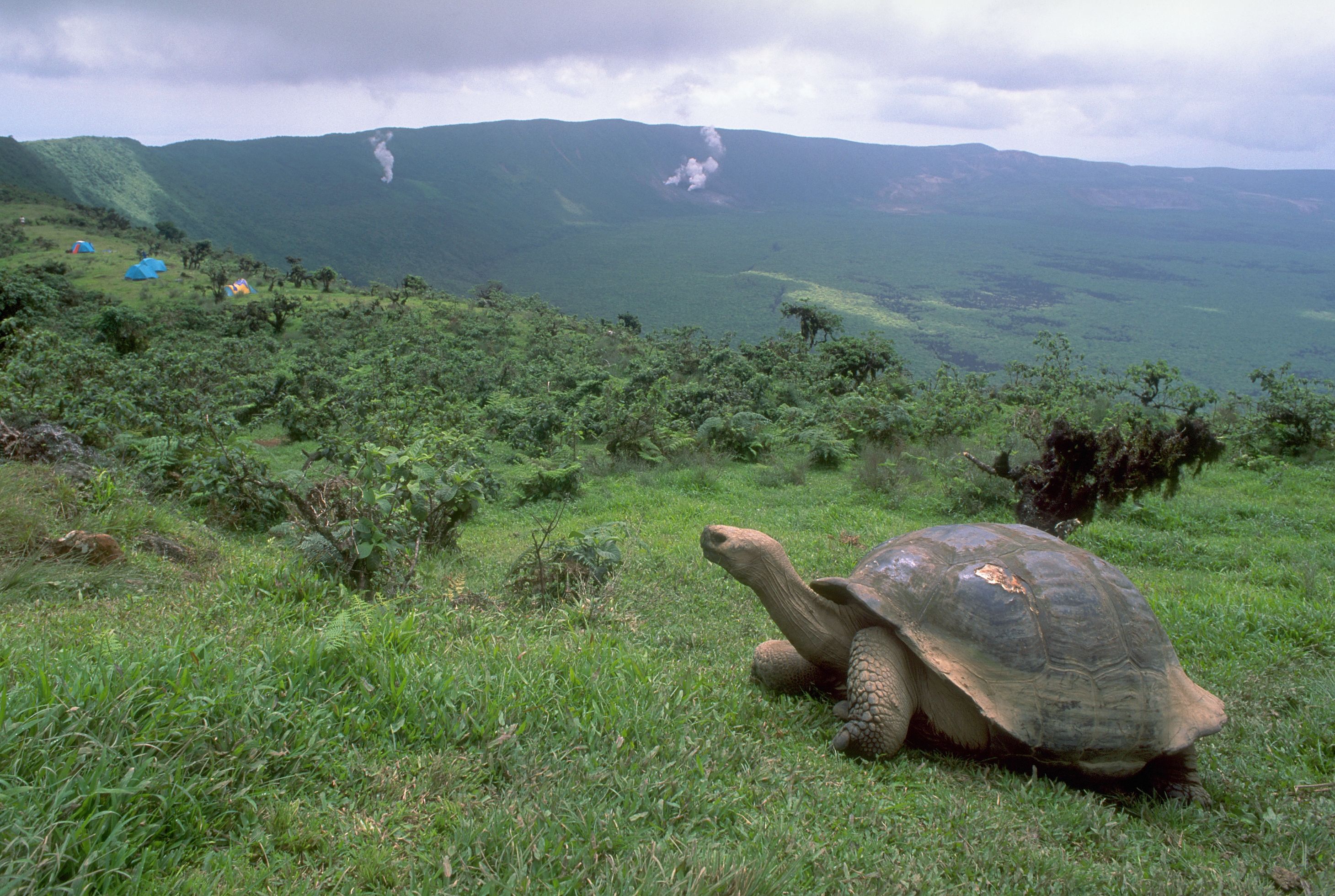 galapagos tortoise