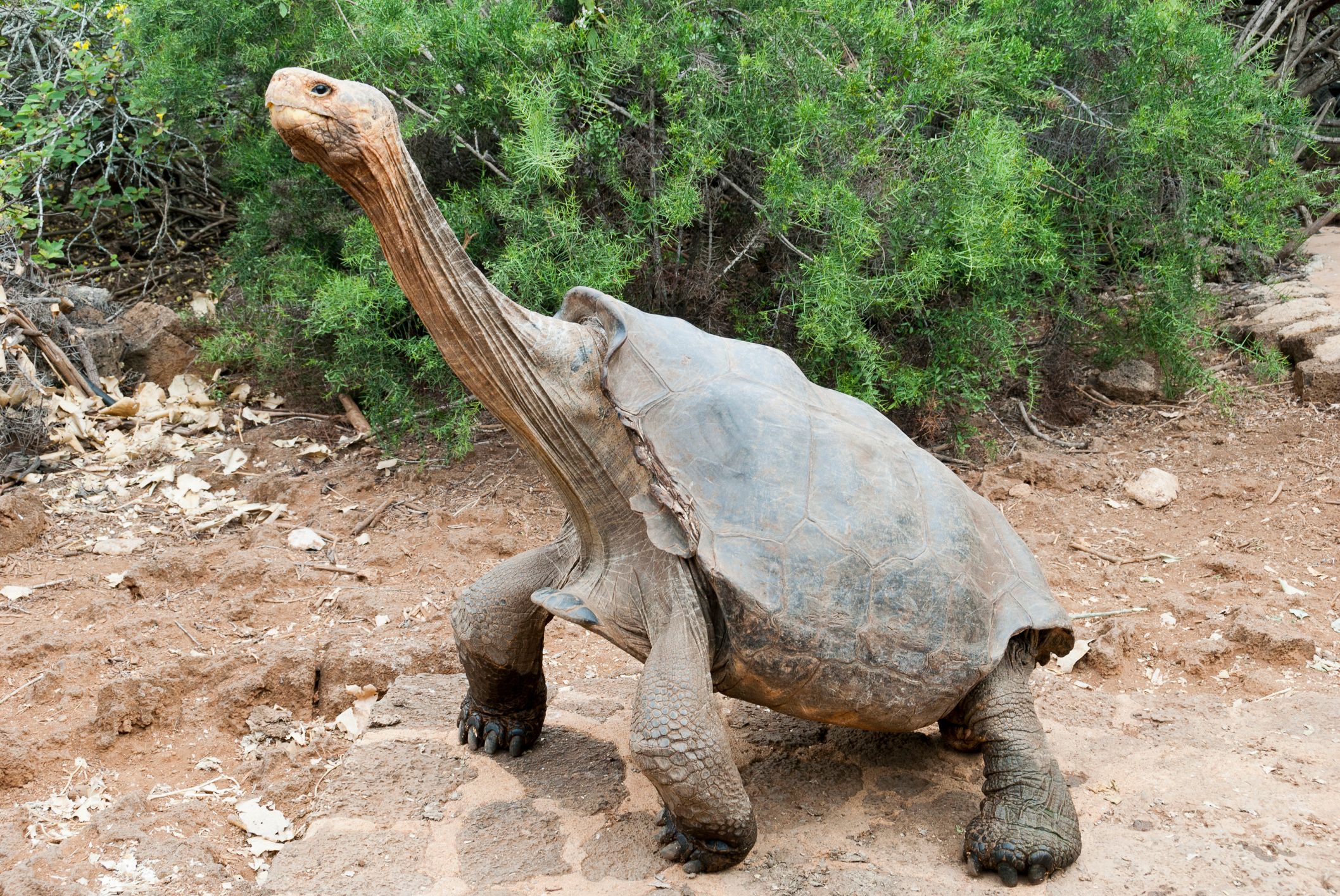 galapagos tortoise