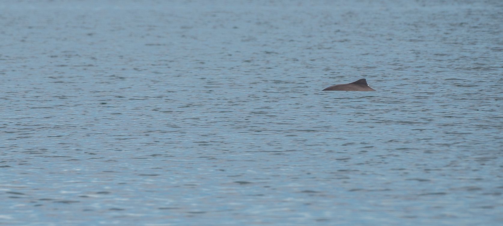 harbour porpoise
