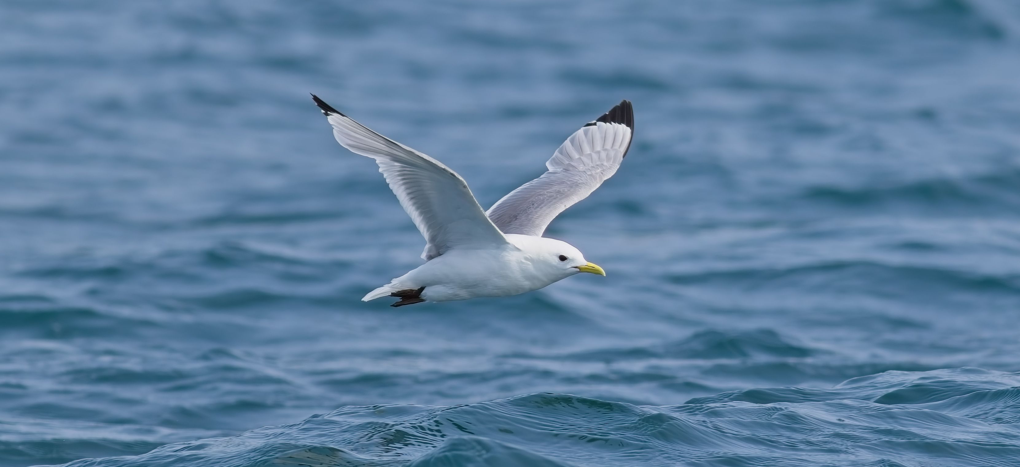kittiwake