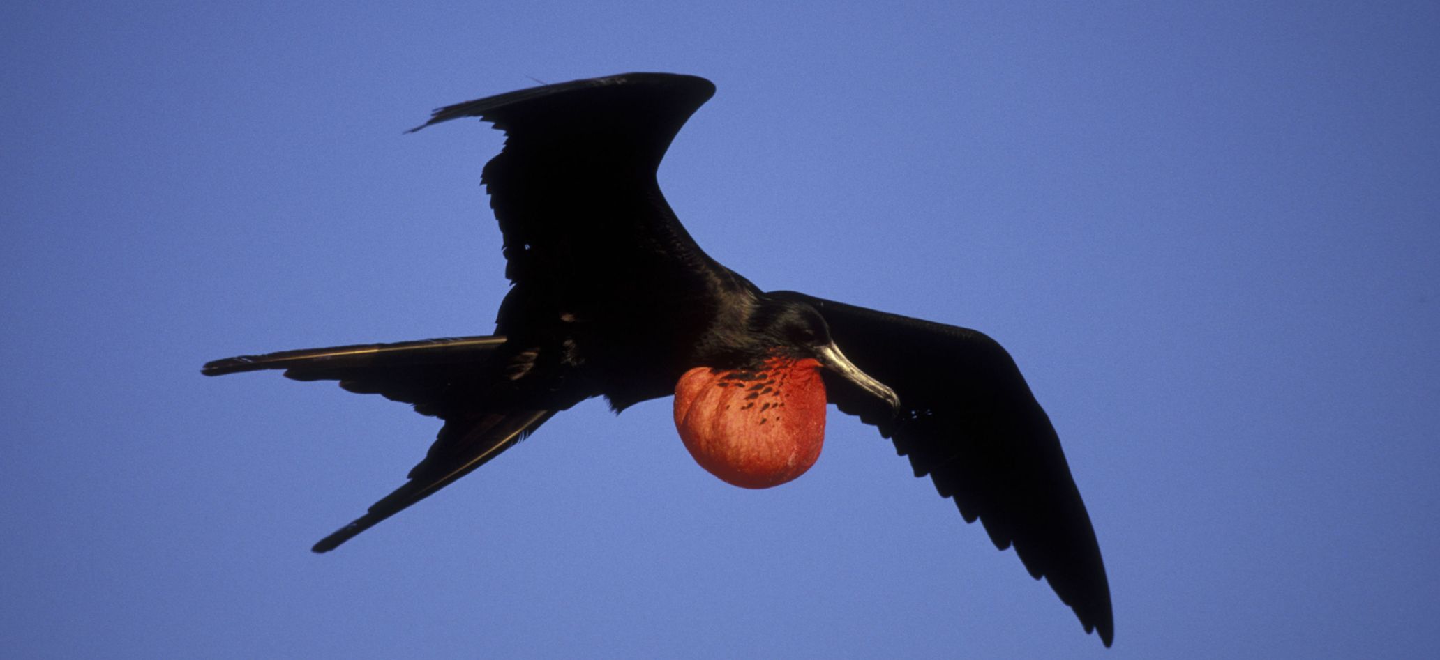 magnificent frigatebird