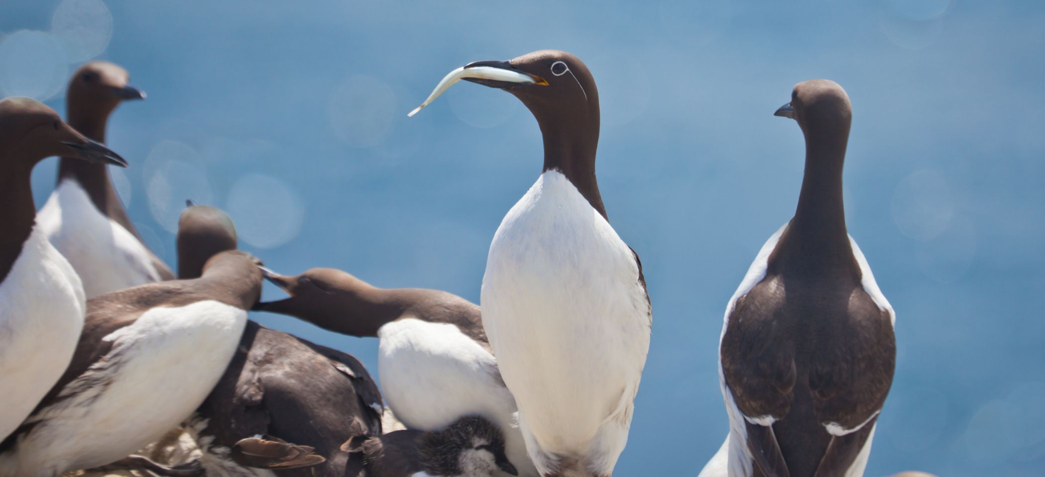 murres