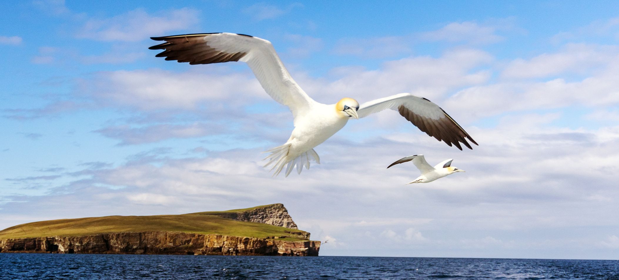 northern gannet
