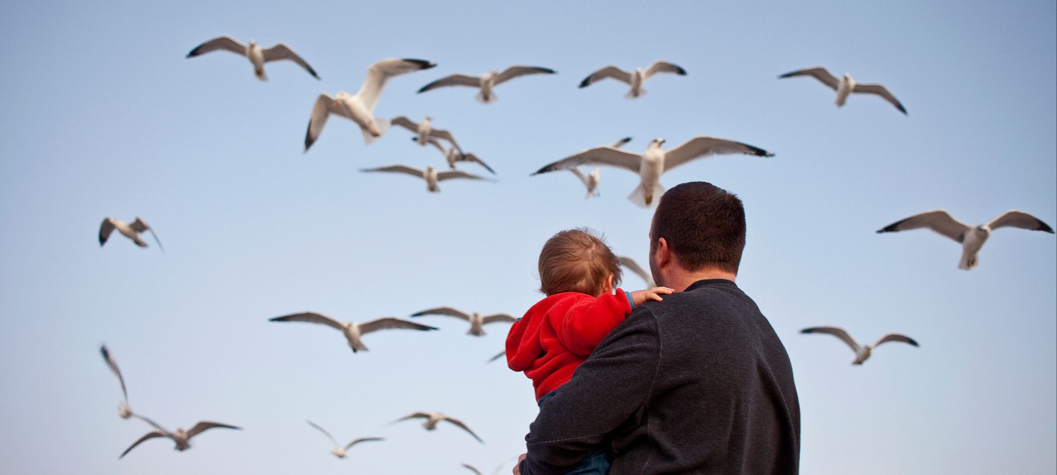 parent with seabirds