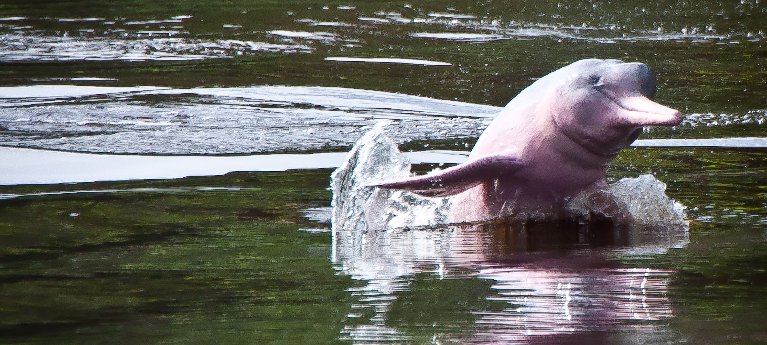pink river dolphin