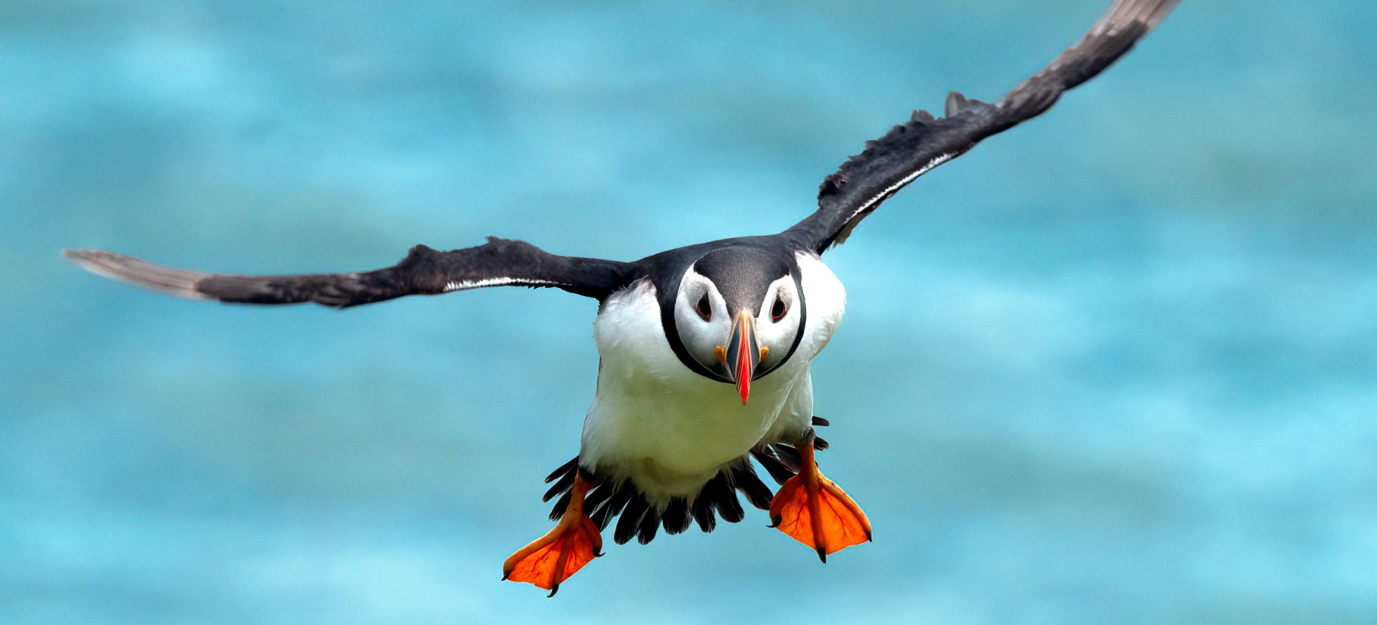 puffin