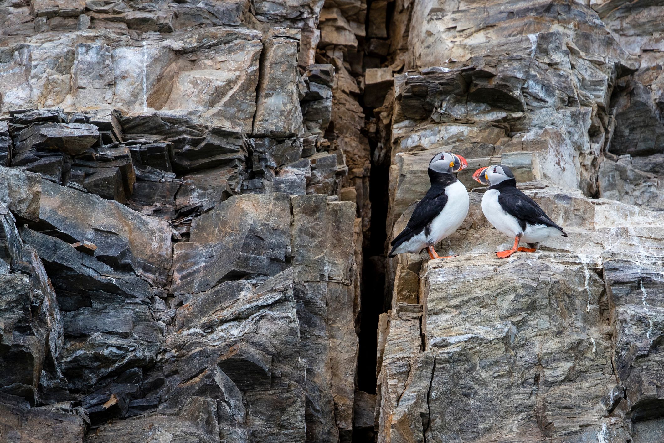puffins in norway