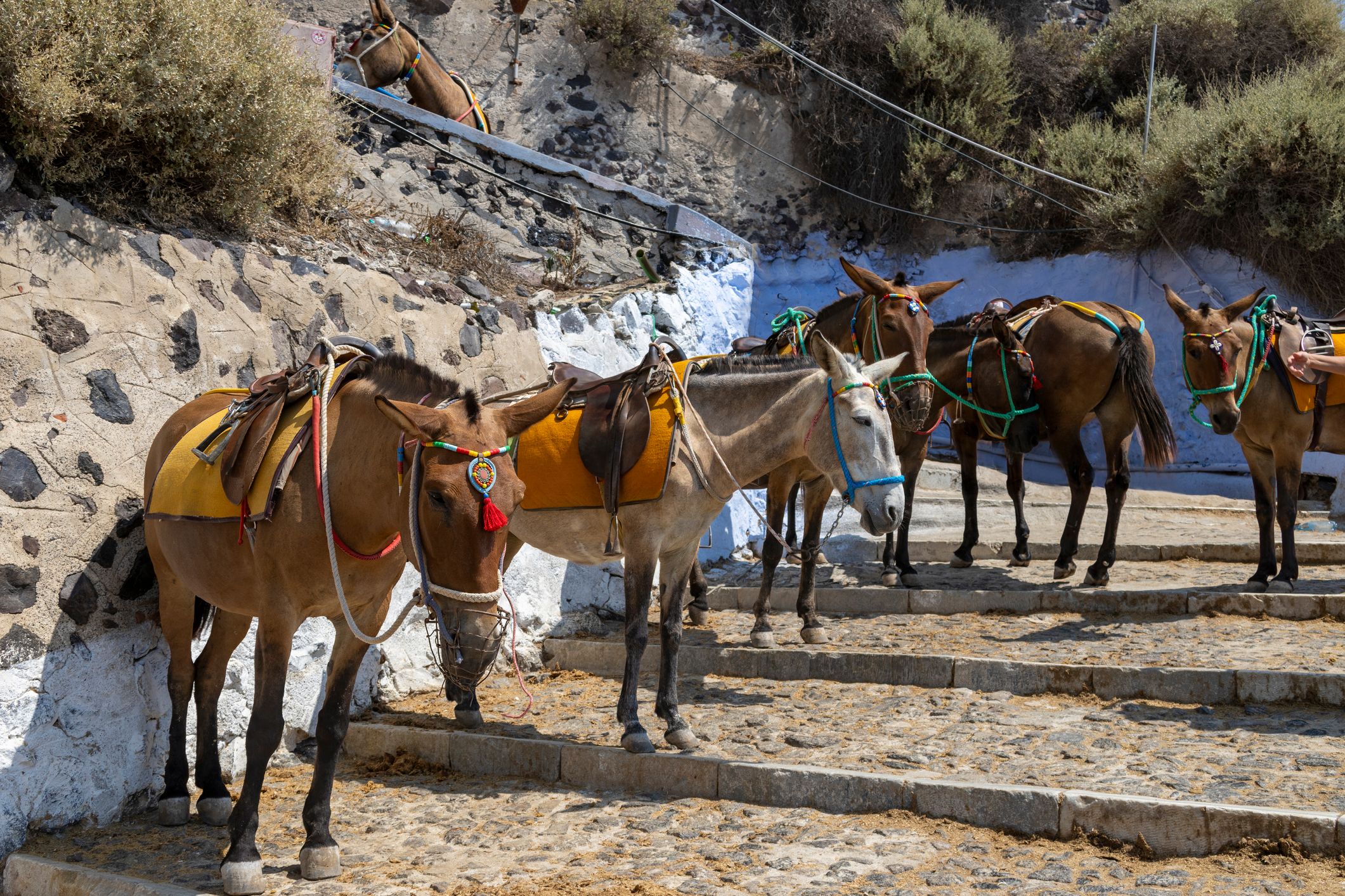 santorini donkeys