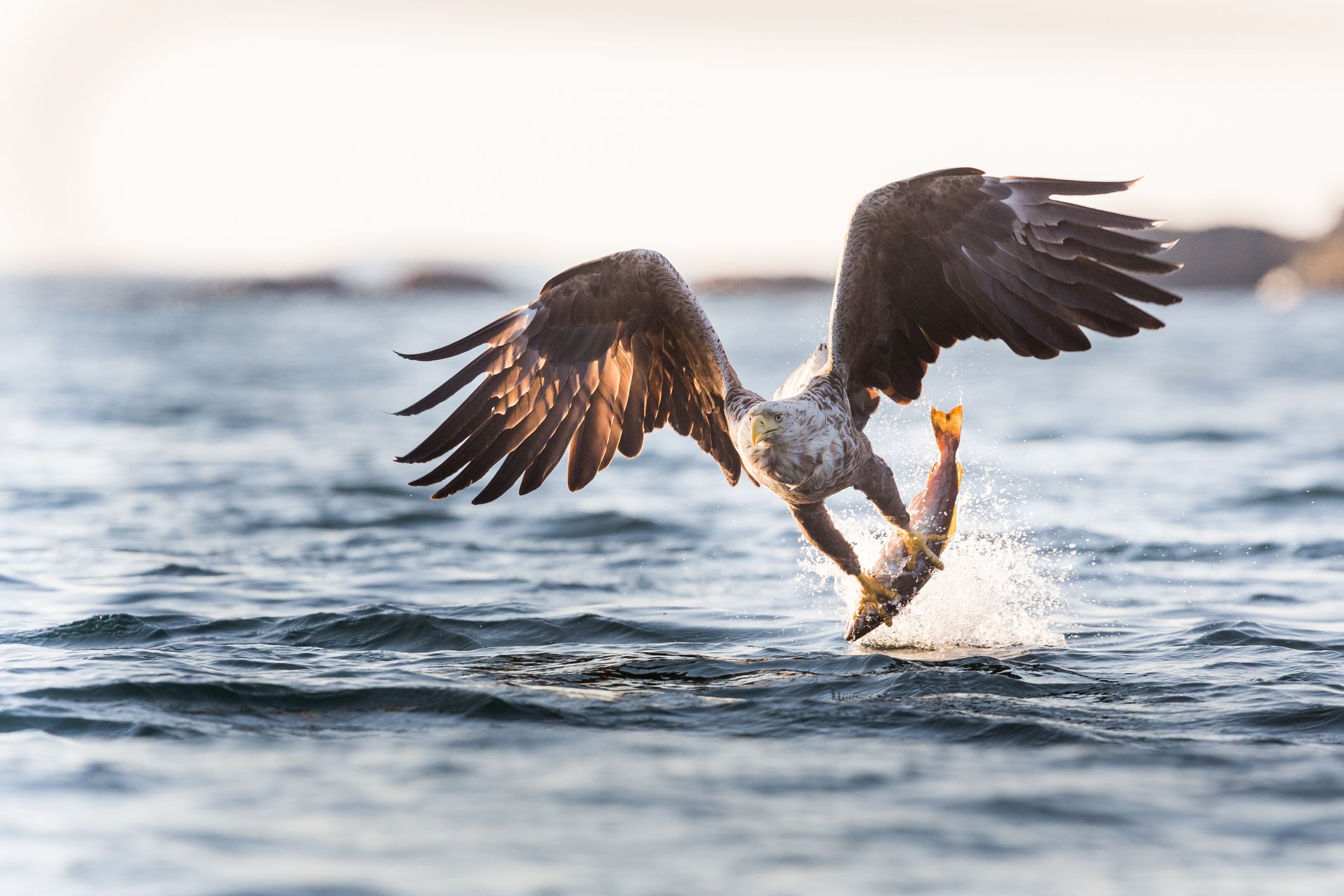 white tailed eagle catching fish